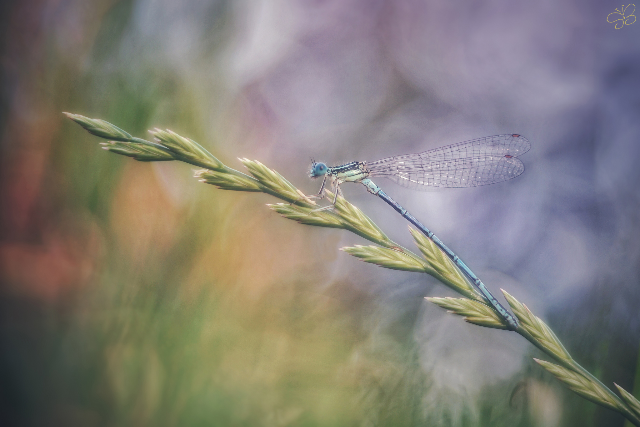 Damselfly