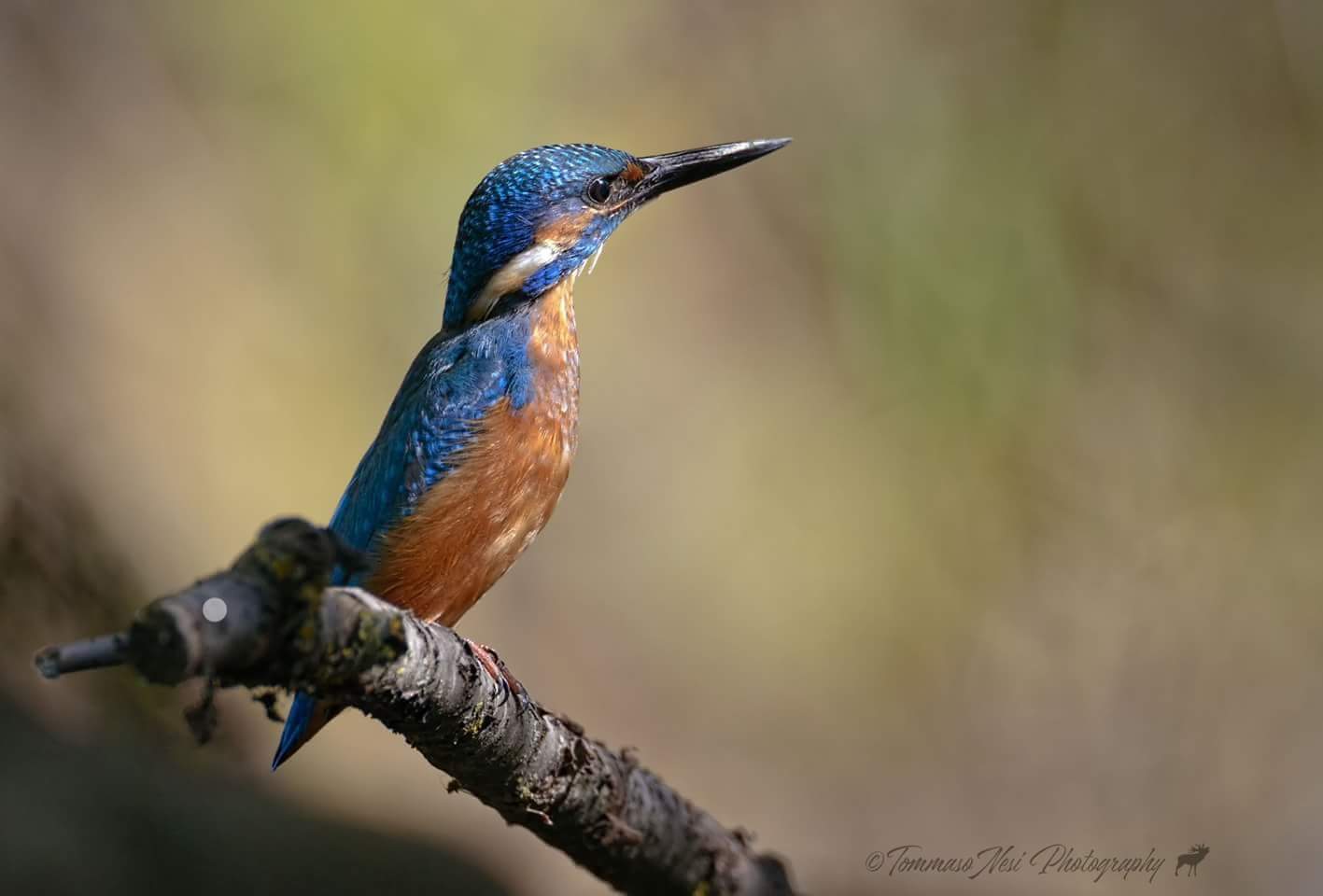 Kingfisher