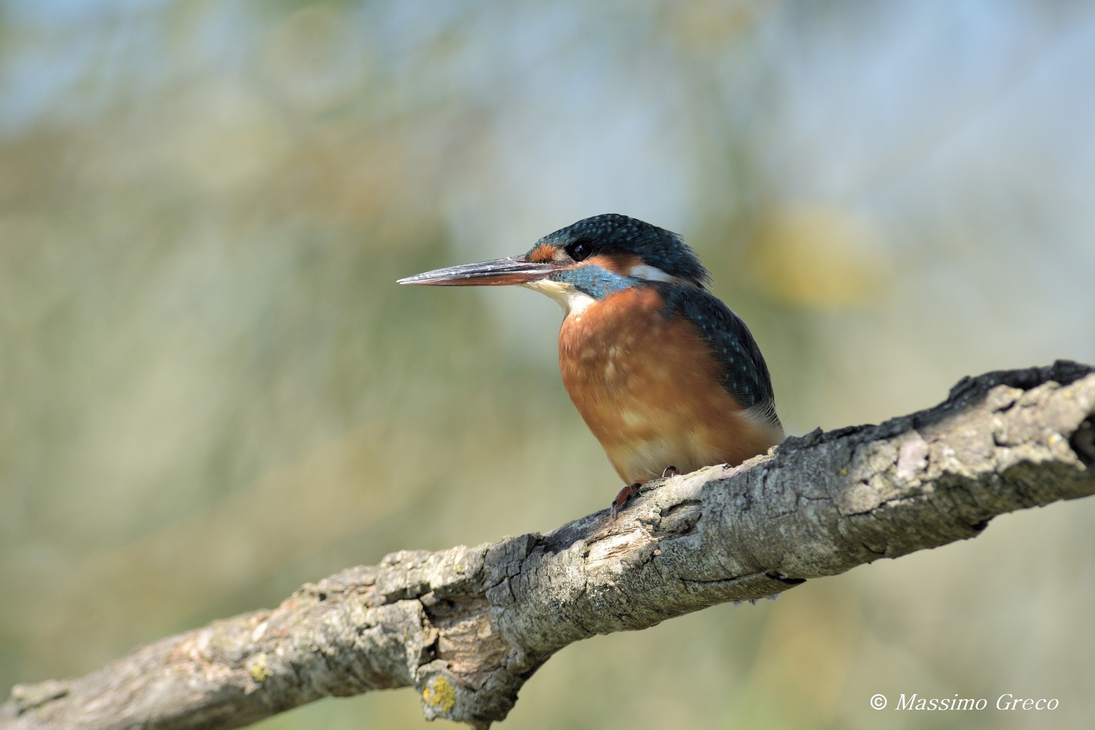 Kingfisher