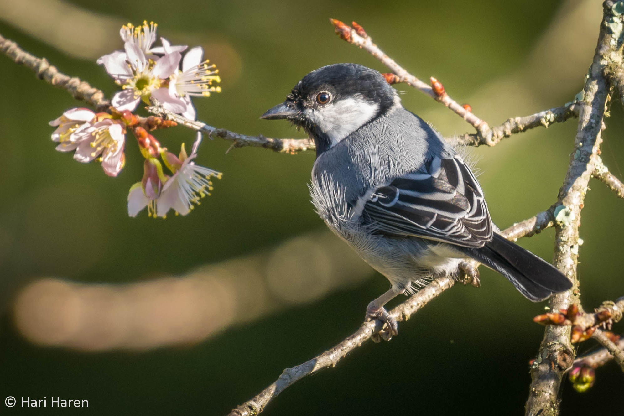 Cinereous tit