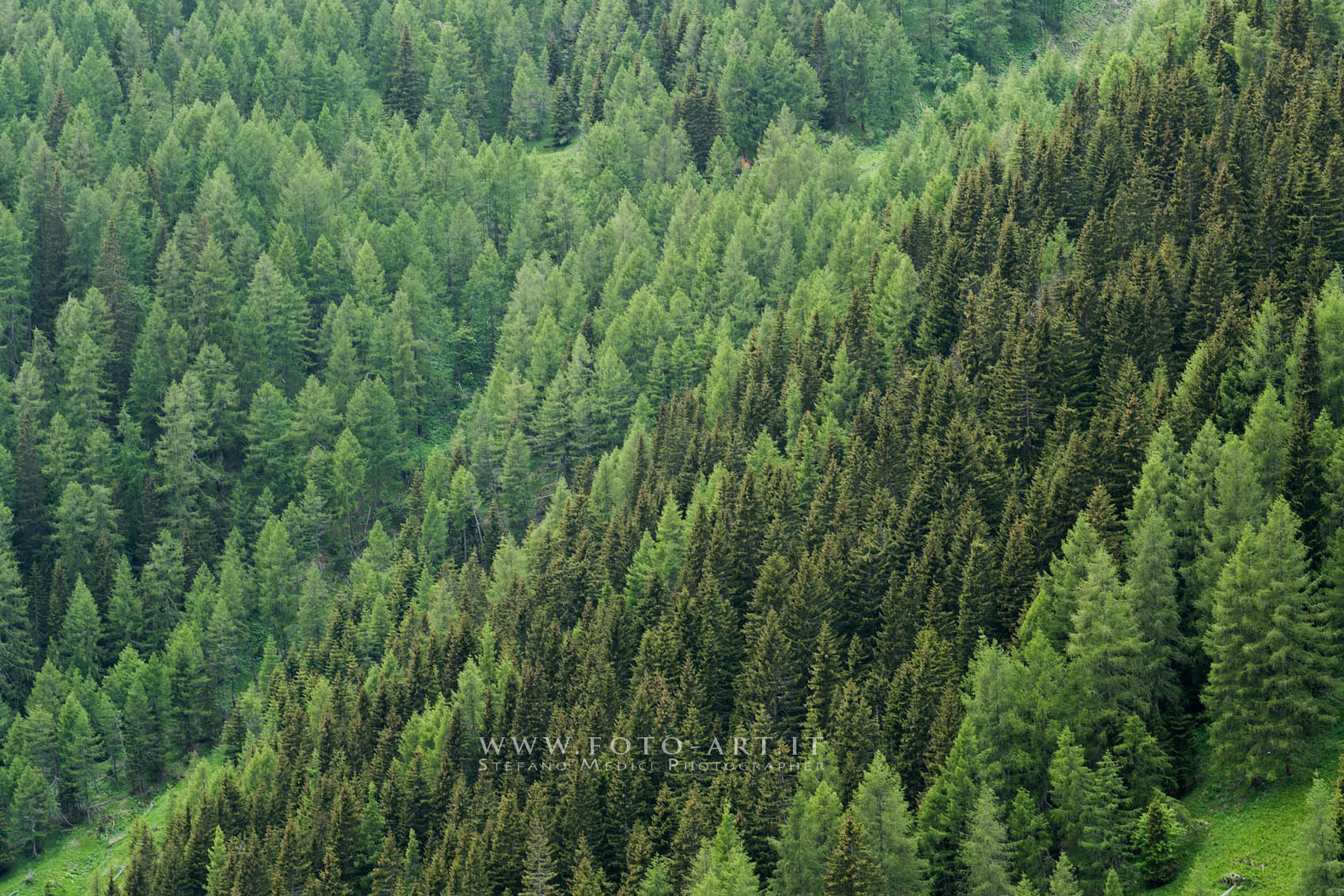 Immersed in the green