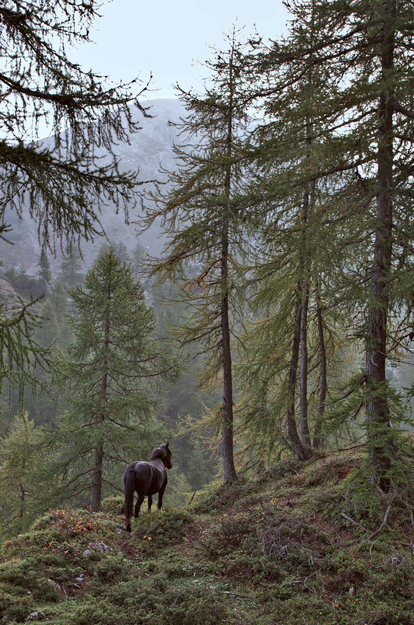Cavalla allo stato brado