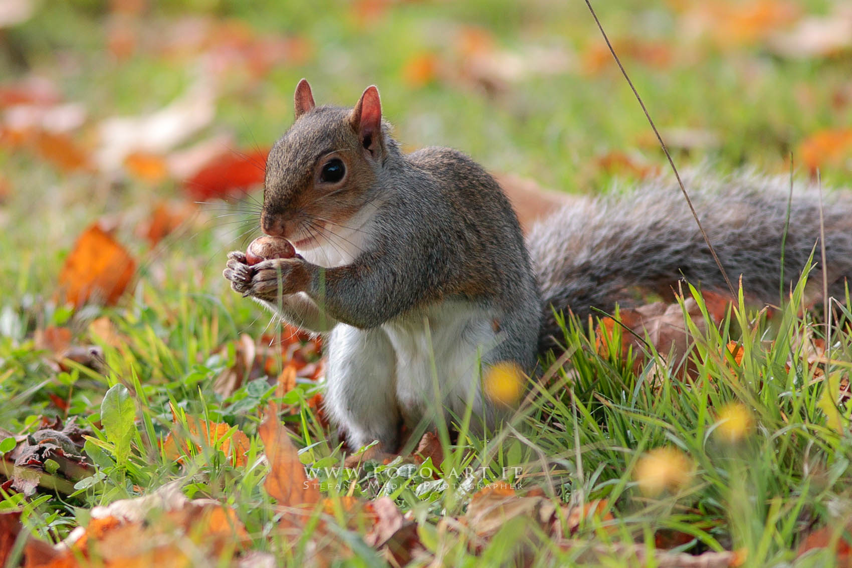 Squirrel with hazelnut 1