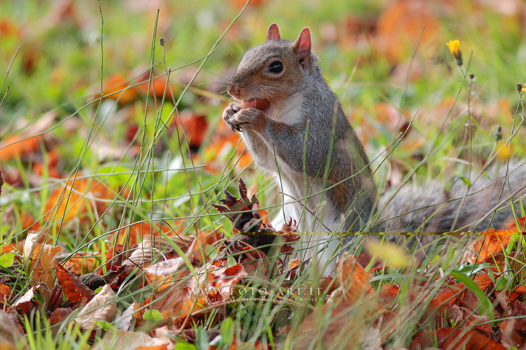 Squirrel with hazelnut 2