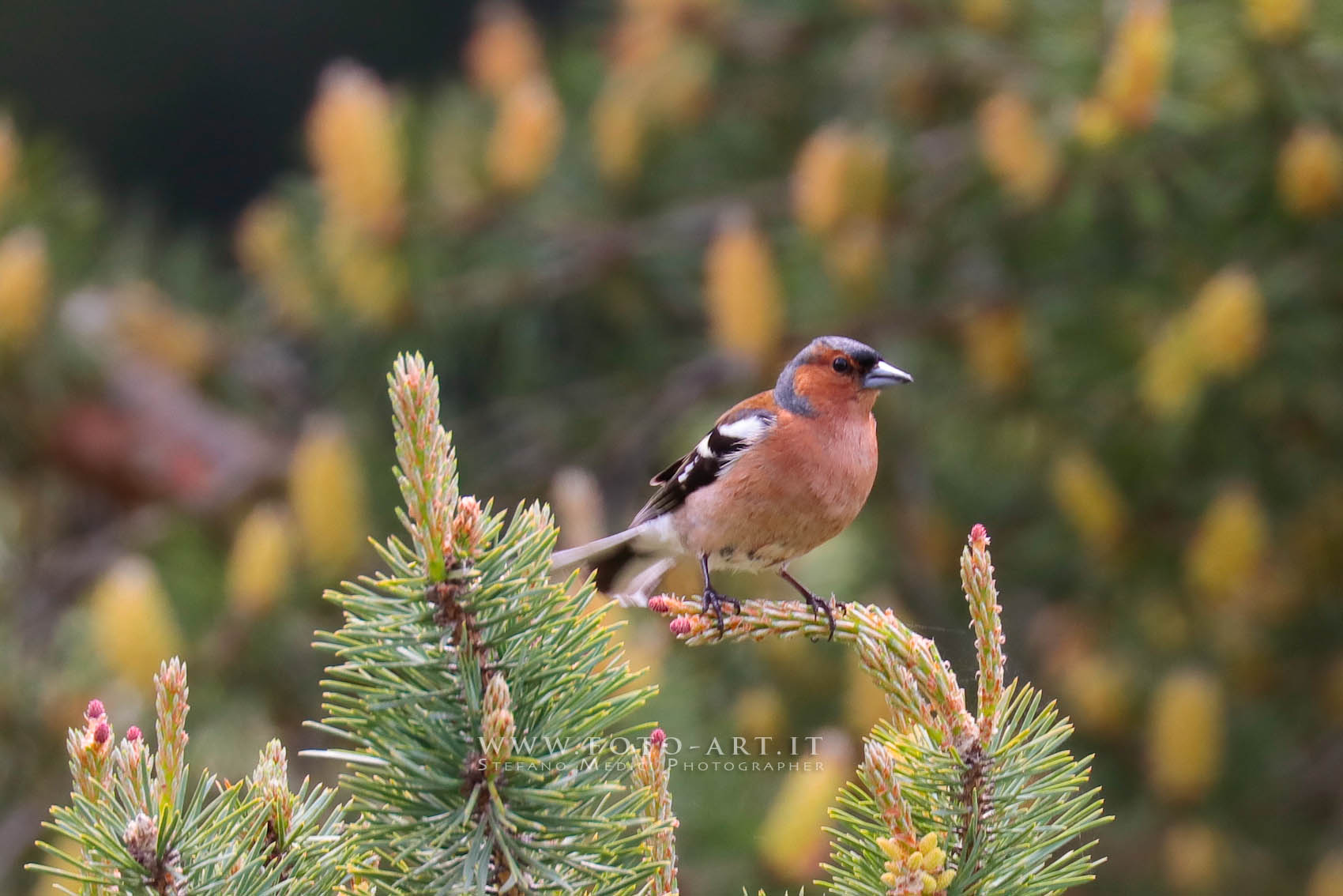 Canon 100-400 II acurance tests #2