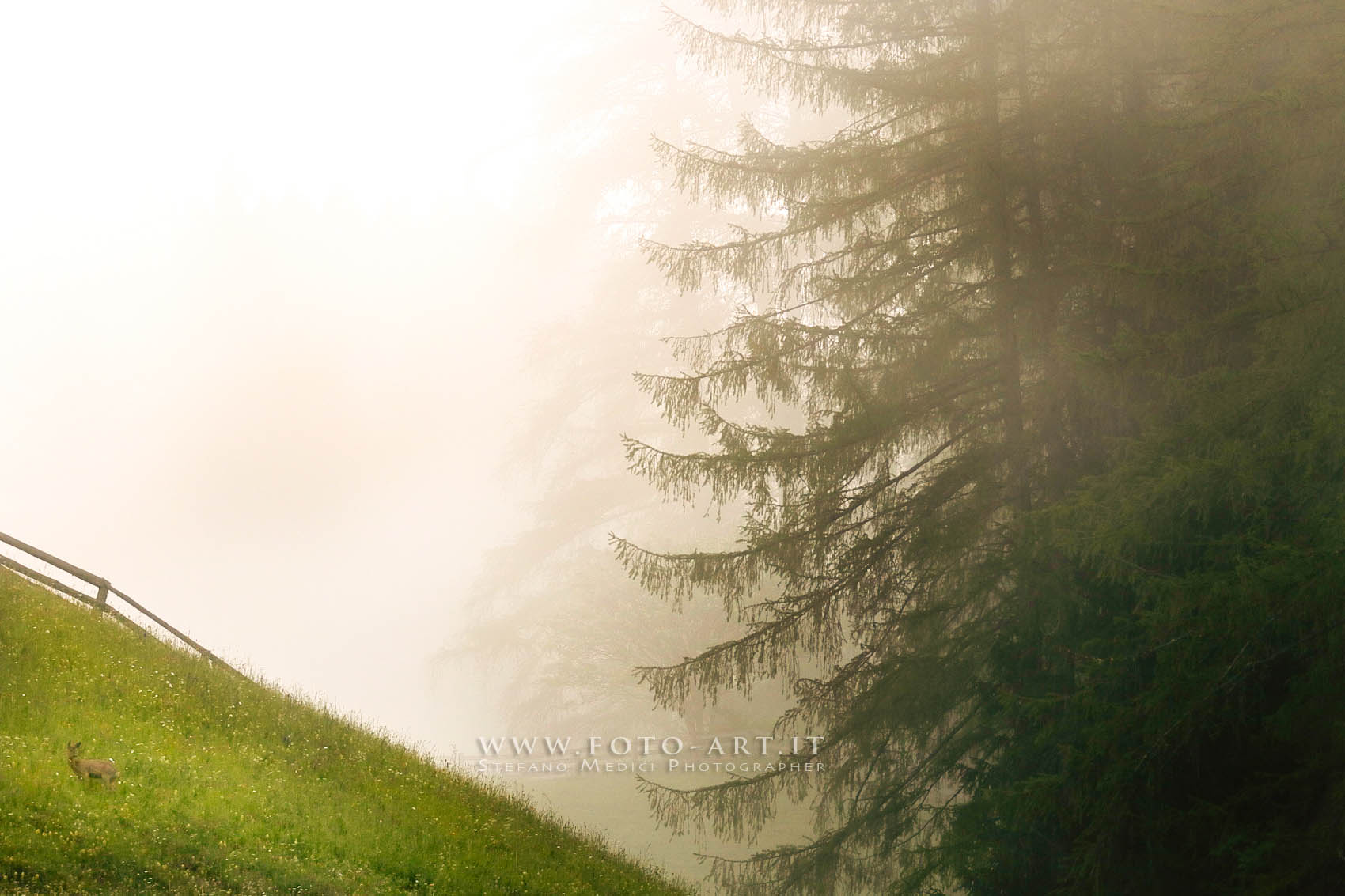 Roe deer in the morning light