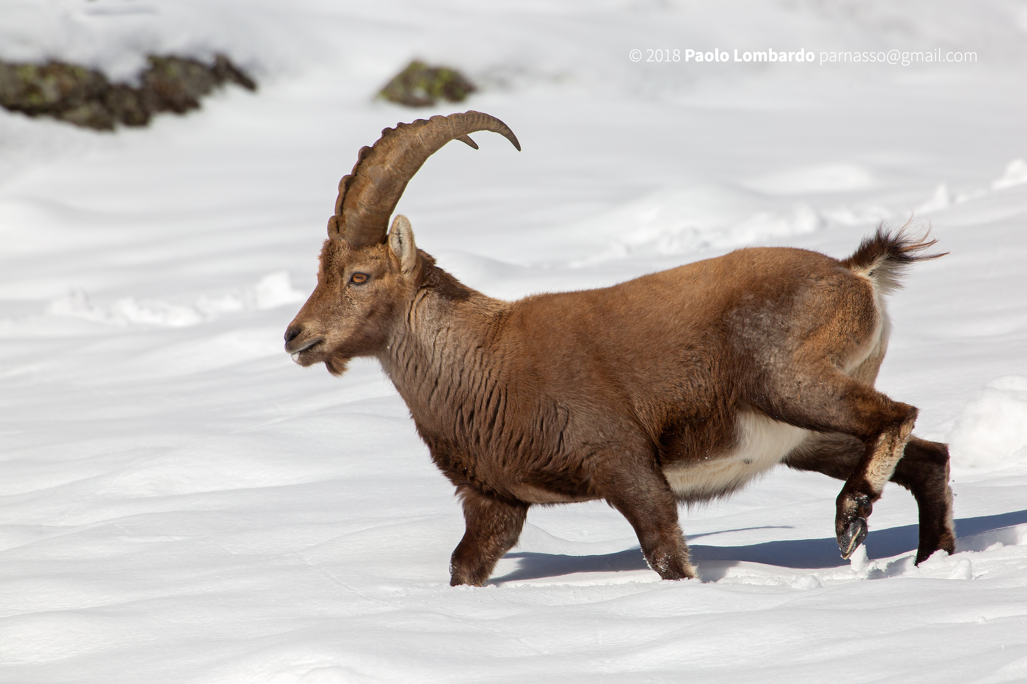 Capra ibex - Steinbock - Stambecco Capra ibex