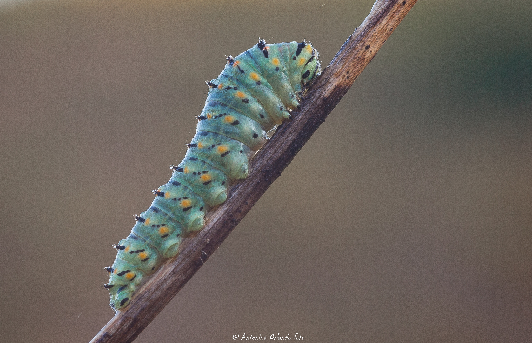 Macaone Caterpillar.
