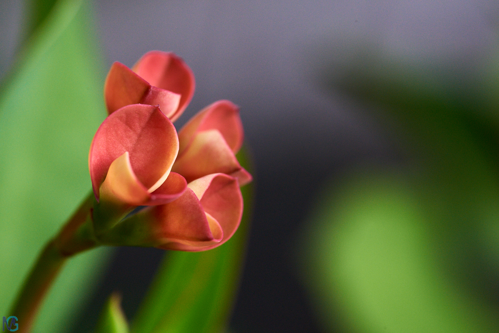Fiori spine di Cristo