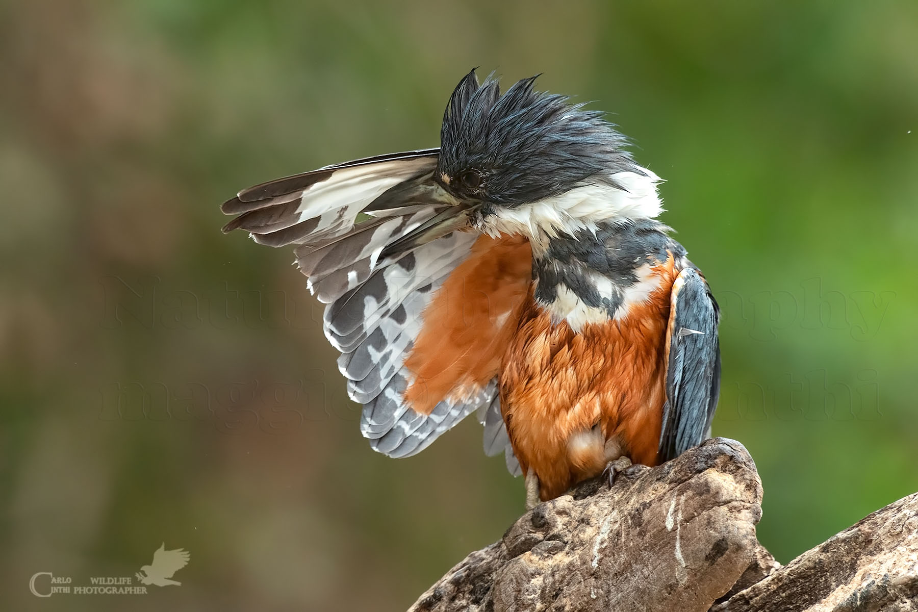 Martin pescatore dal collare femmina -  Pantanal