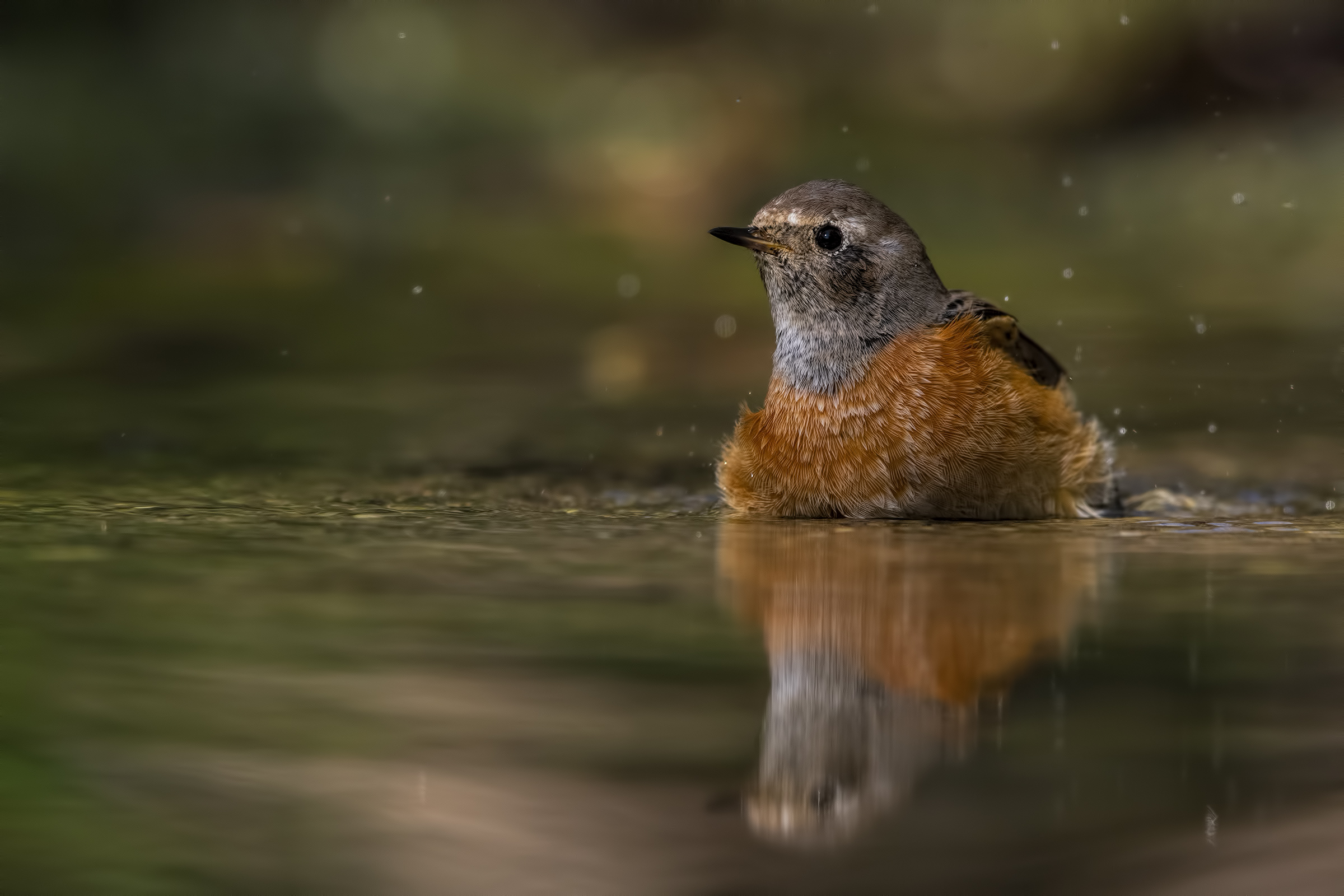 Il bagno del codirosso