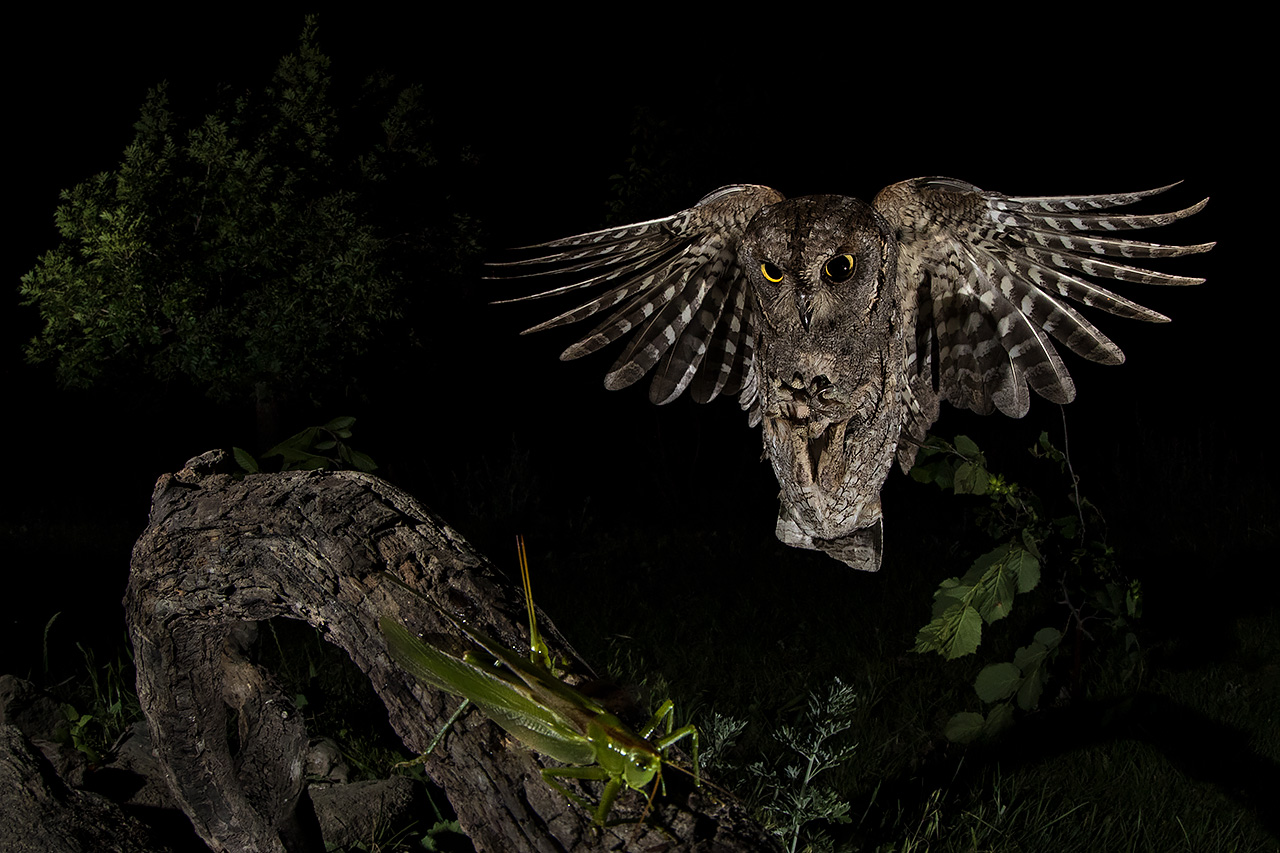 Scops Owl