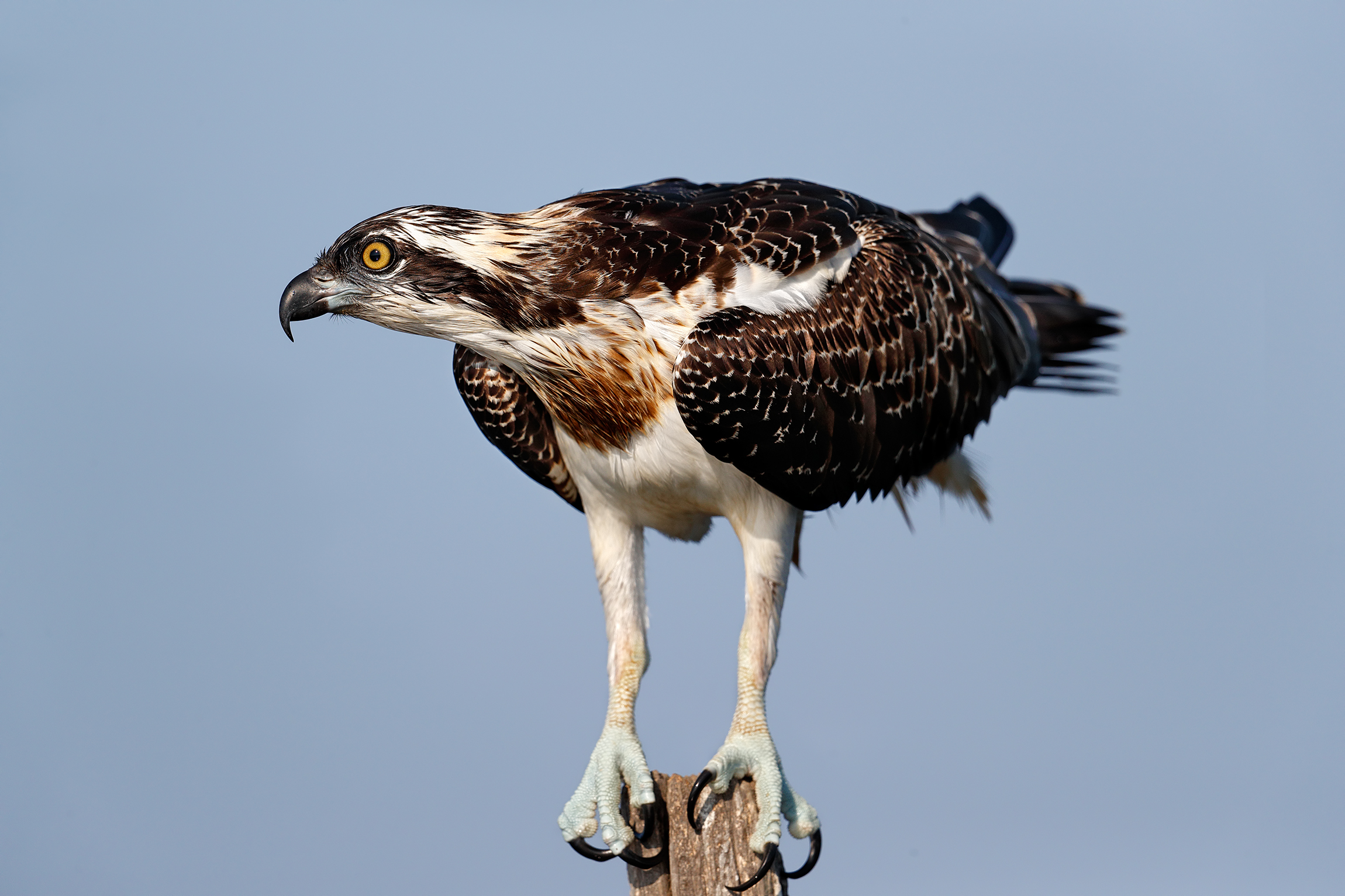 Falco pescatore juv.