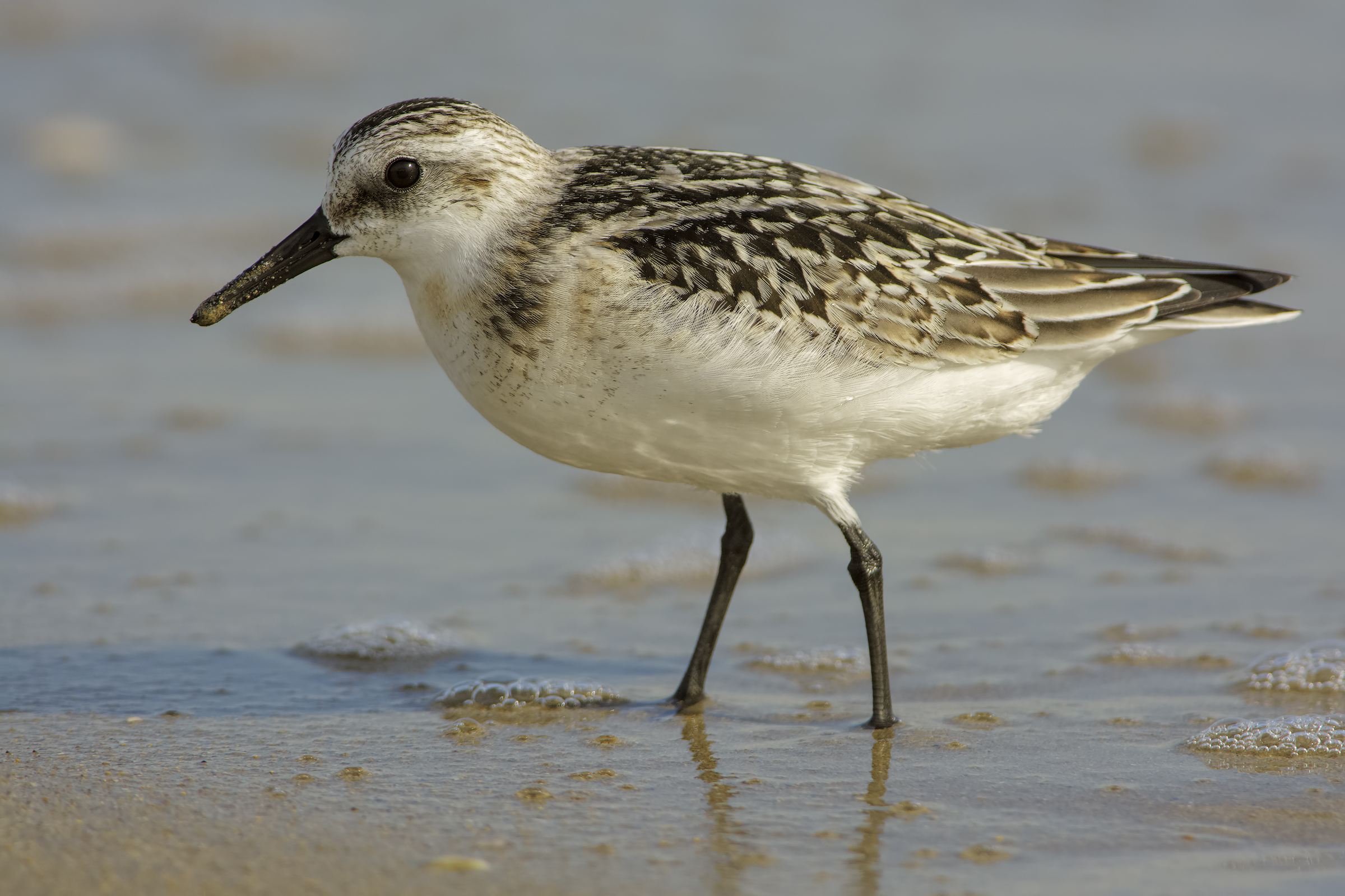 Three-legged Piovanello (Calidris alba)