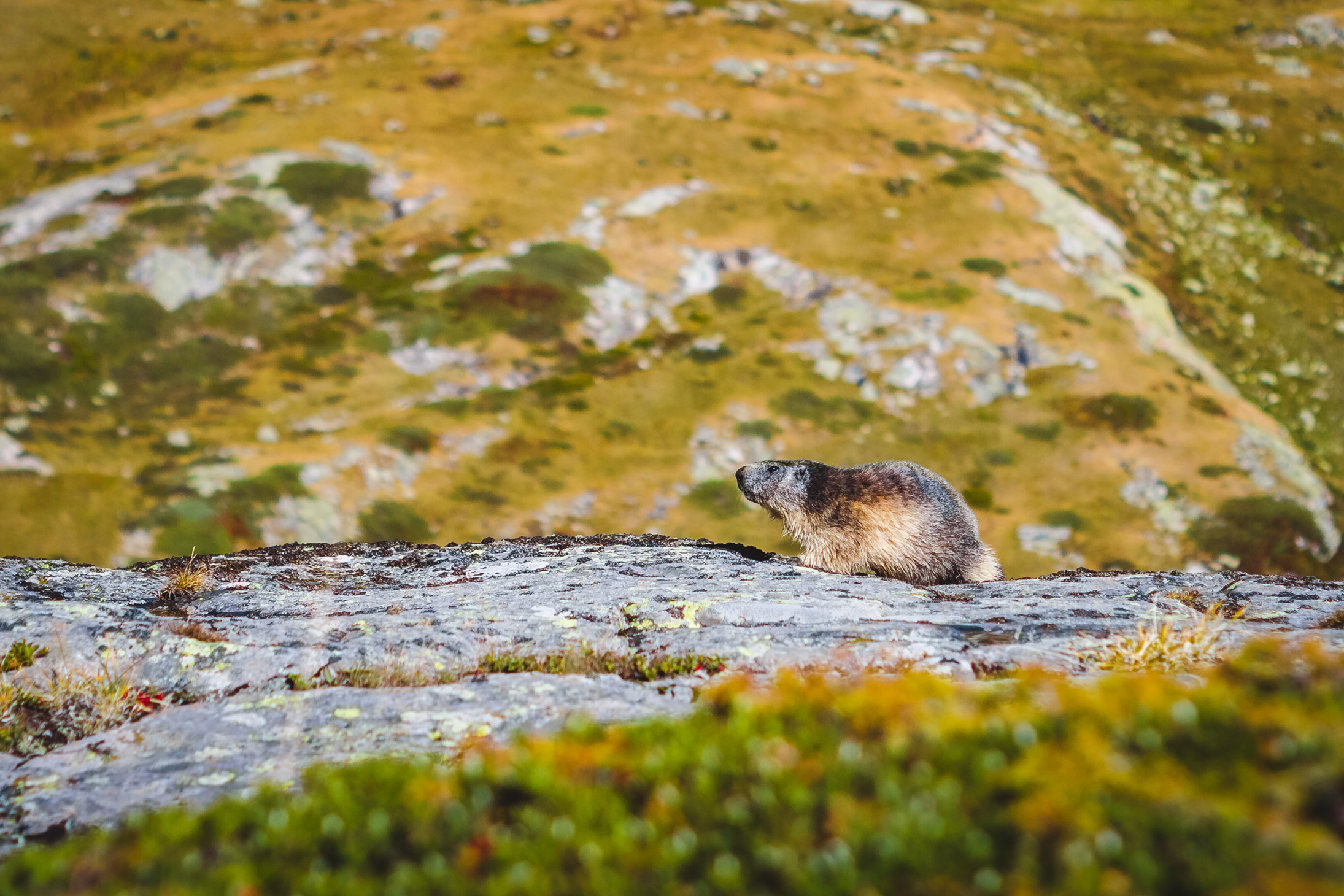 La marmotta