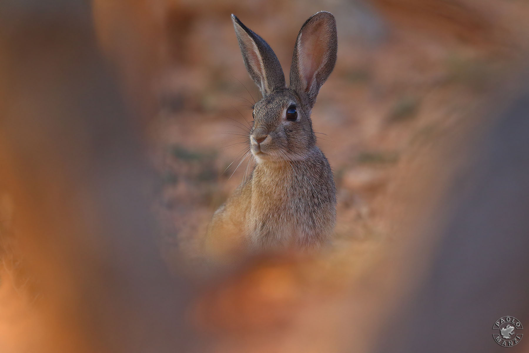 Wild Rabbit at sunset