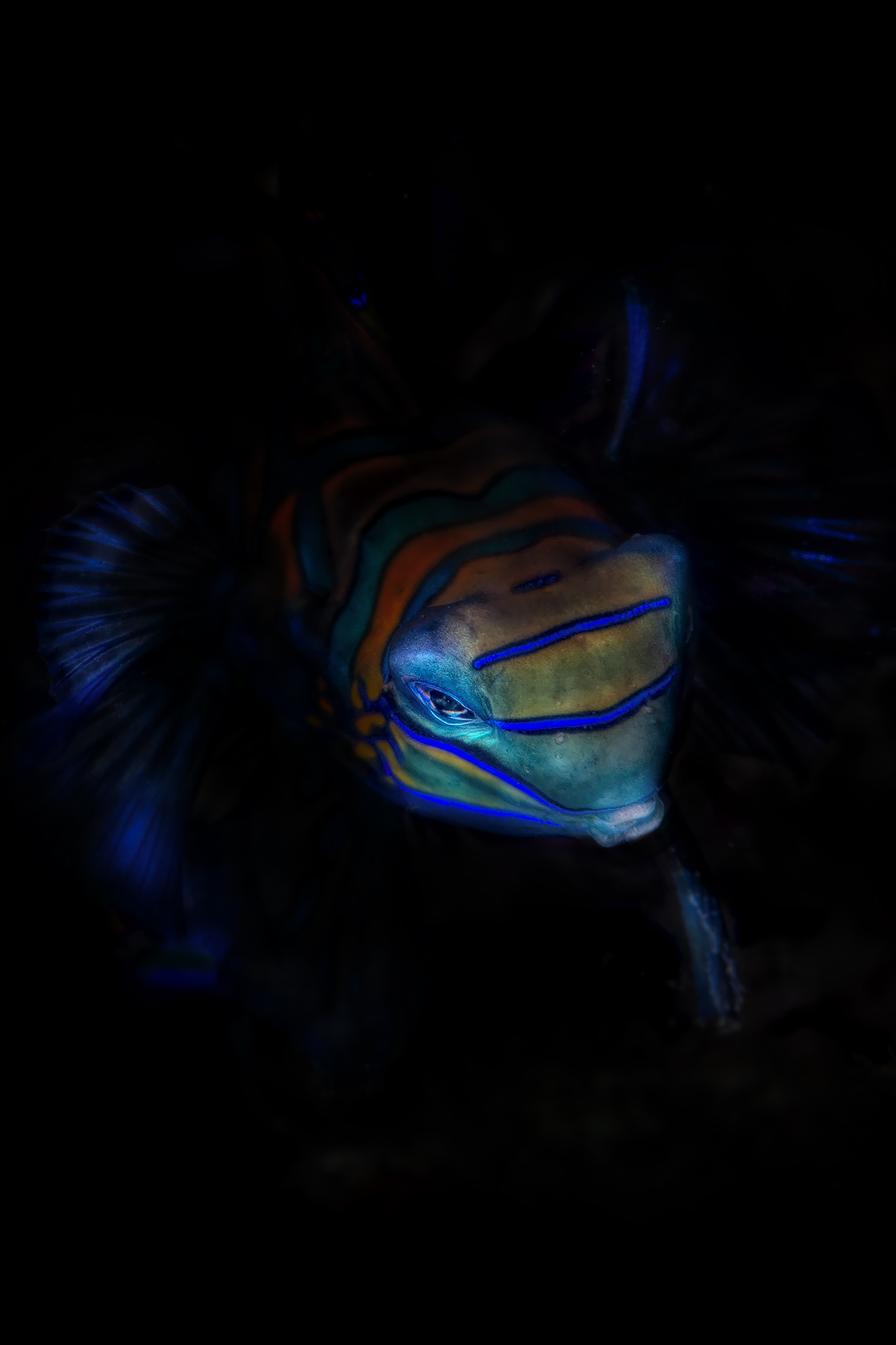 Ynchiropus Splendidus, the Mandarinfish