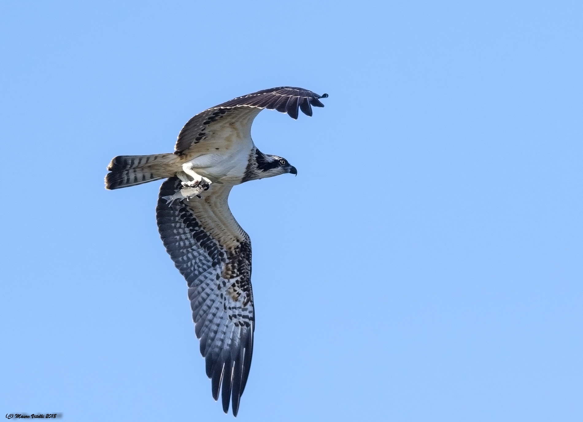 The fisherman of Mulali