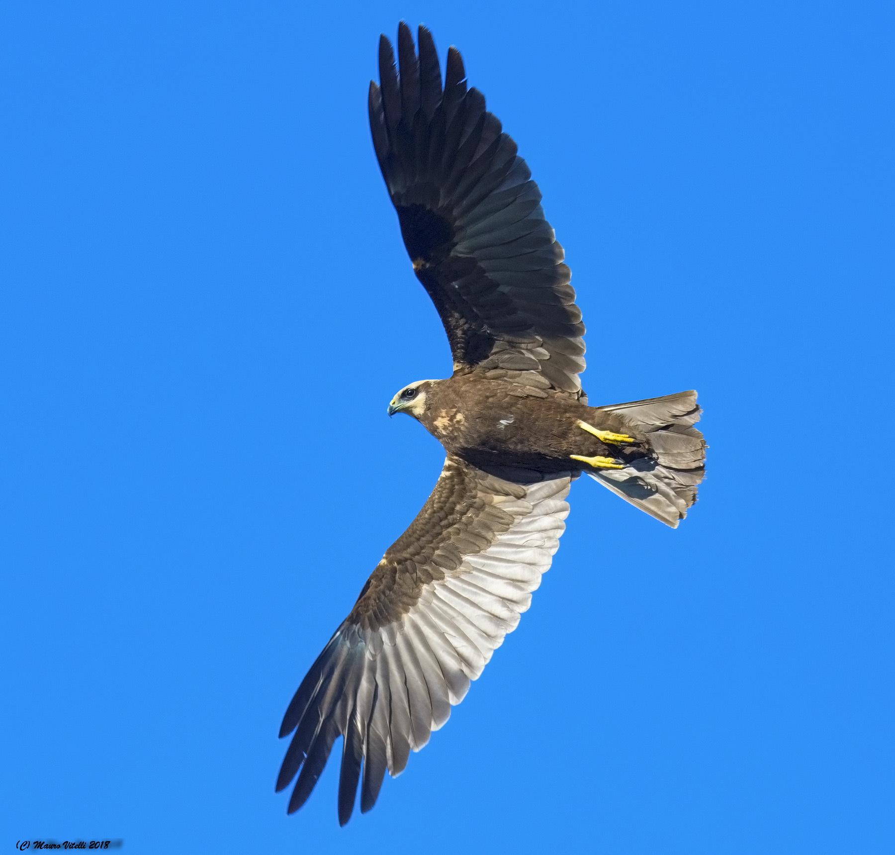 Marsh Hawk (Circus aeruginosus)