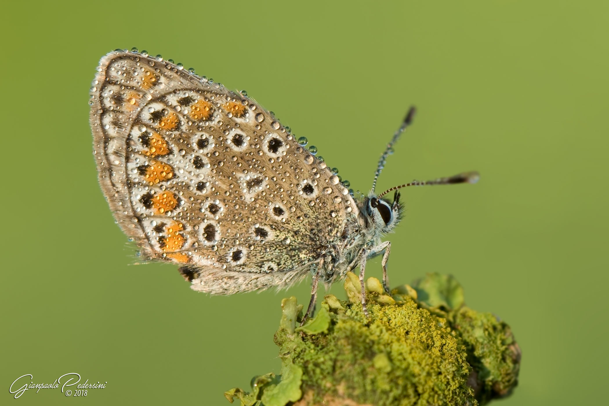 Polyommatus Icarus
