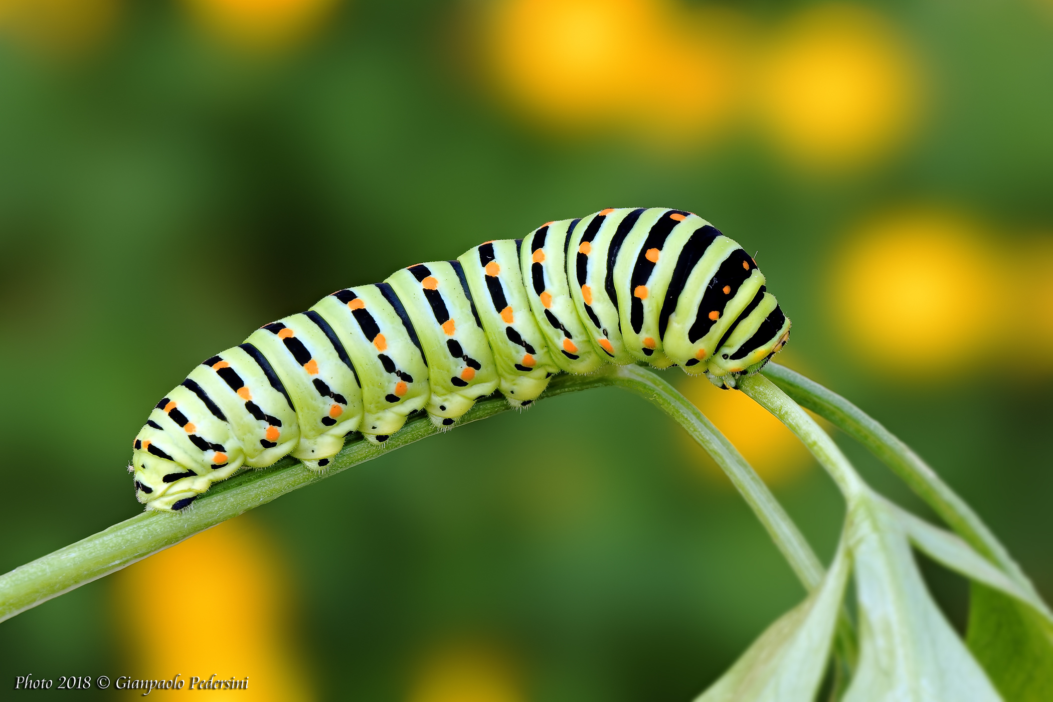 Macaone (Caterpillar)