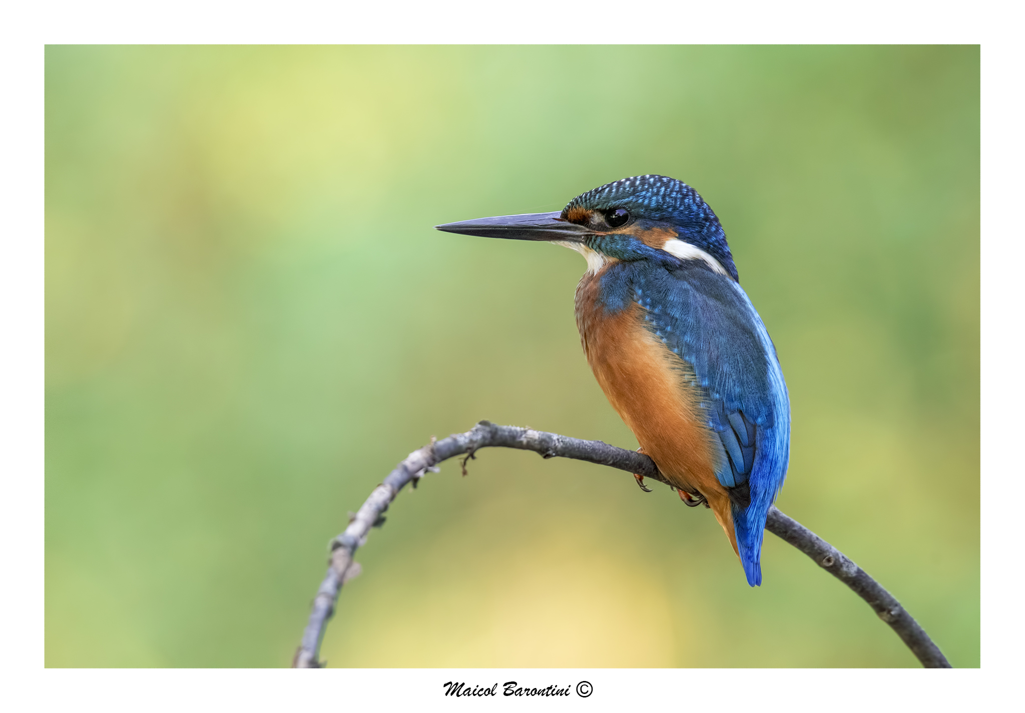 Kingfisher
