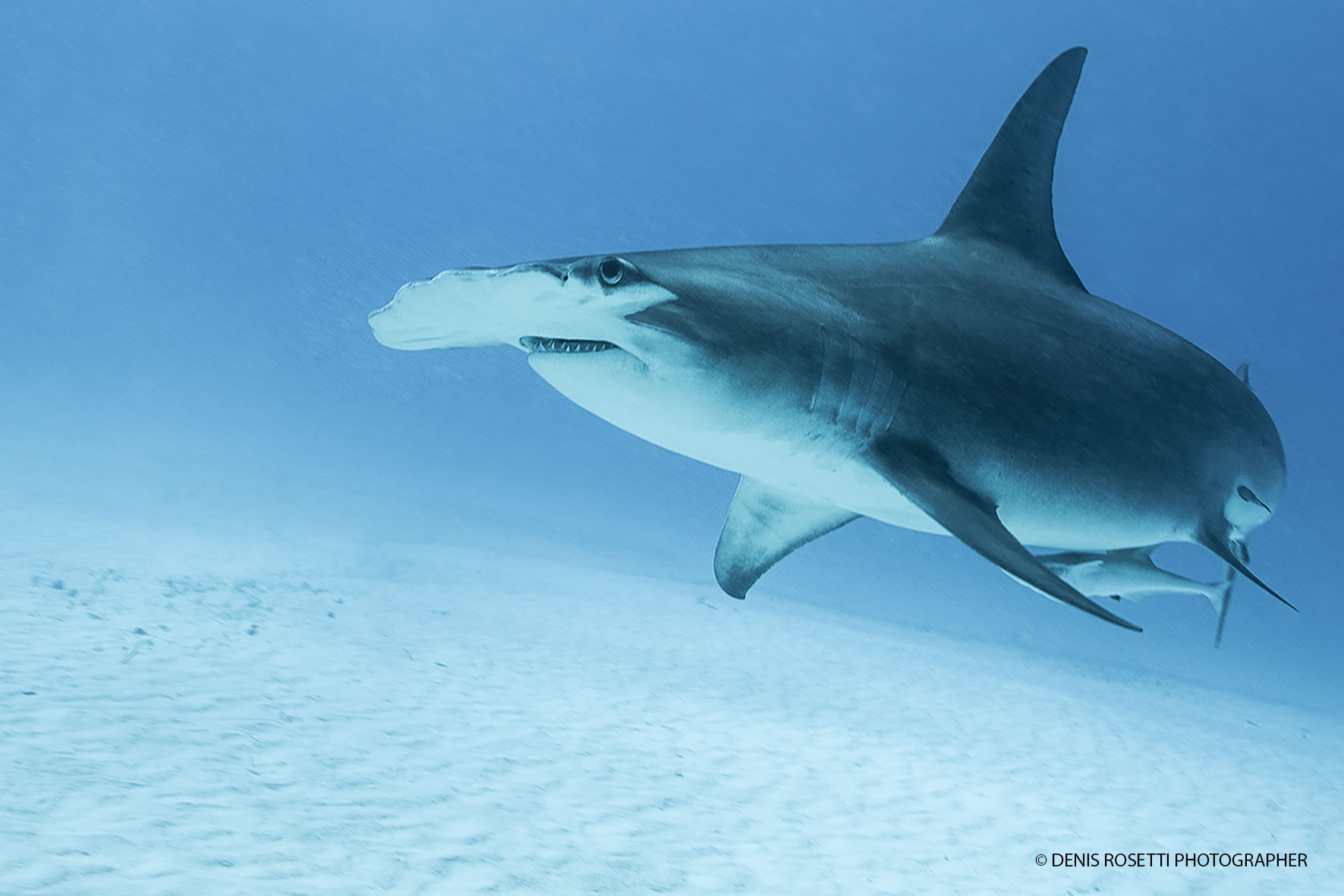 squalo martello maggiore