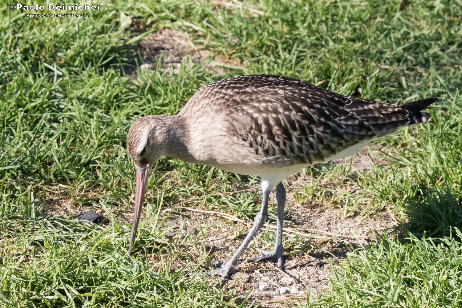 La rara Pittima minore, in alimentazione sul Garda