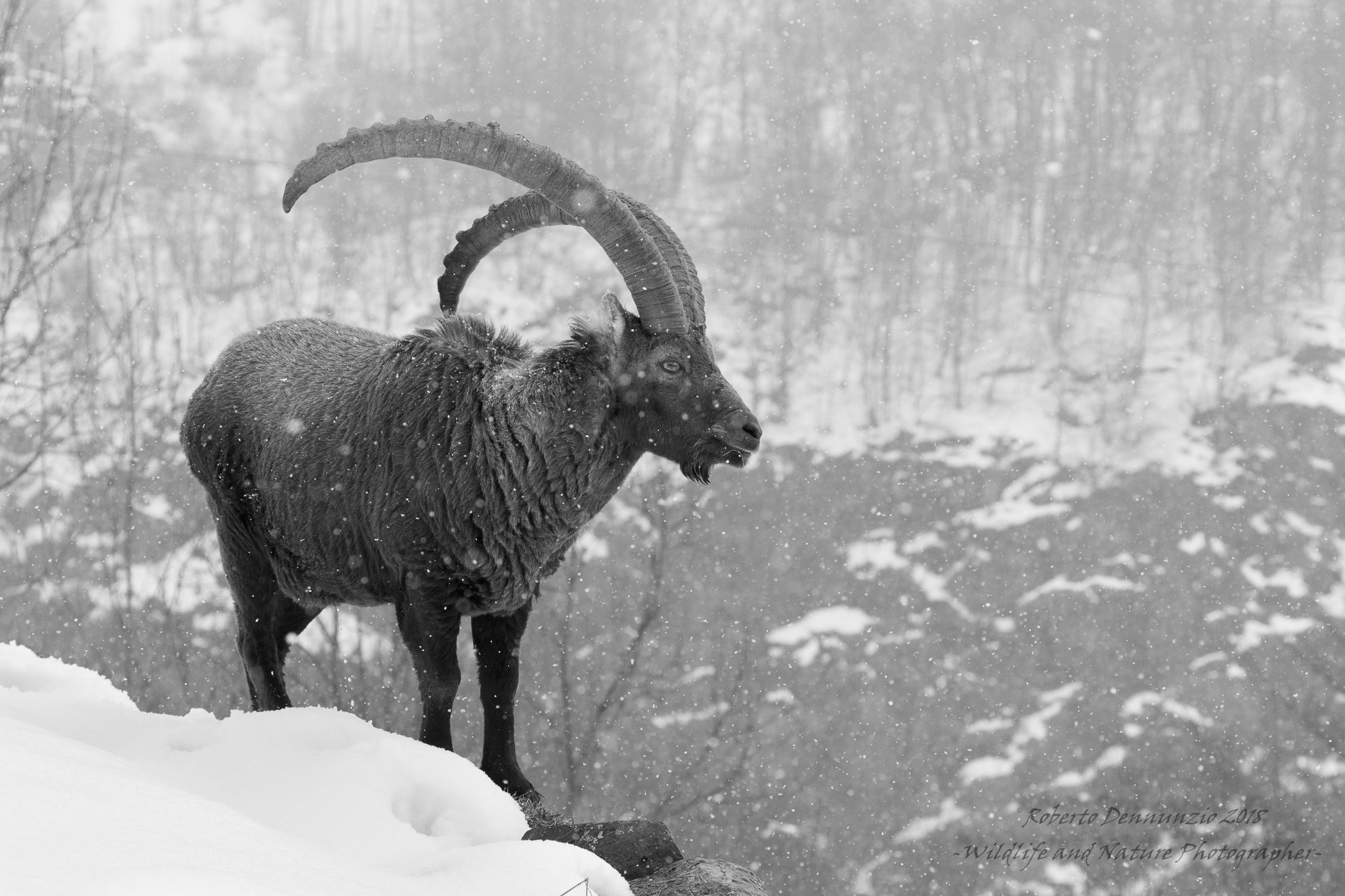 Moments under the snow..