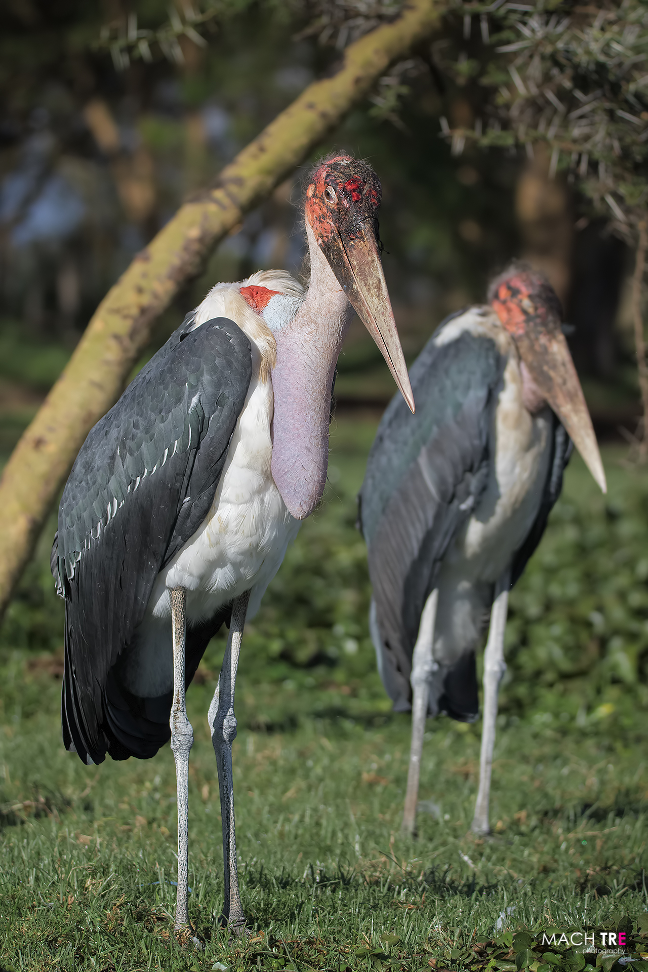 marabu (Leptoptilos crumenifer)