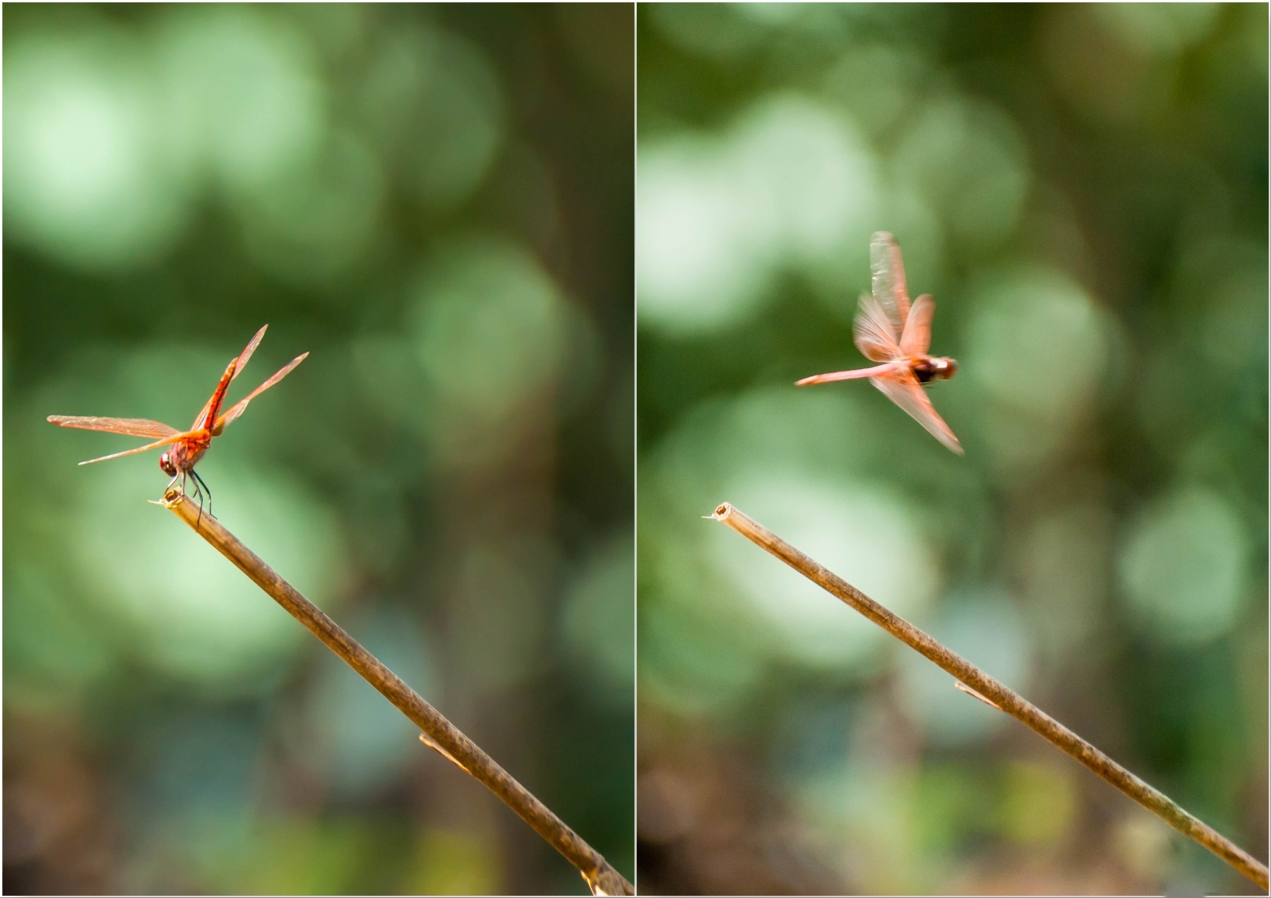 L'attimo fuggente n. 1