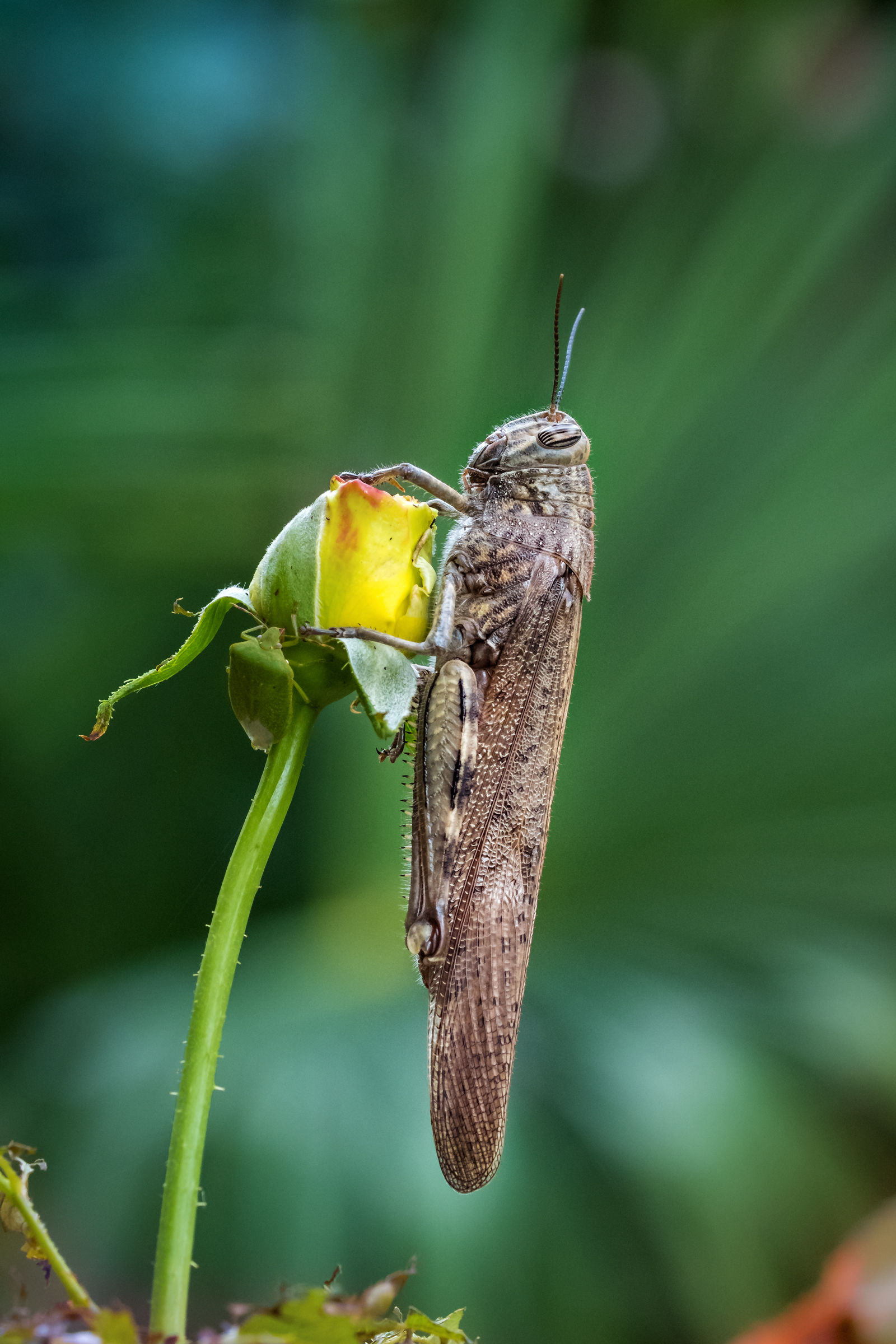 Anacridium Aegyptium