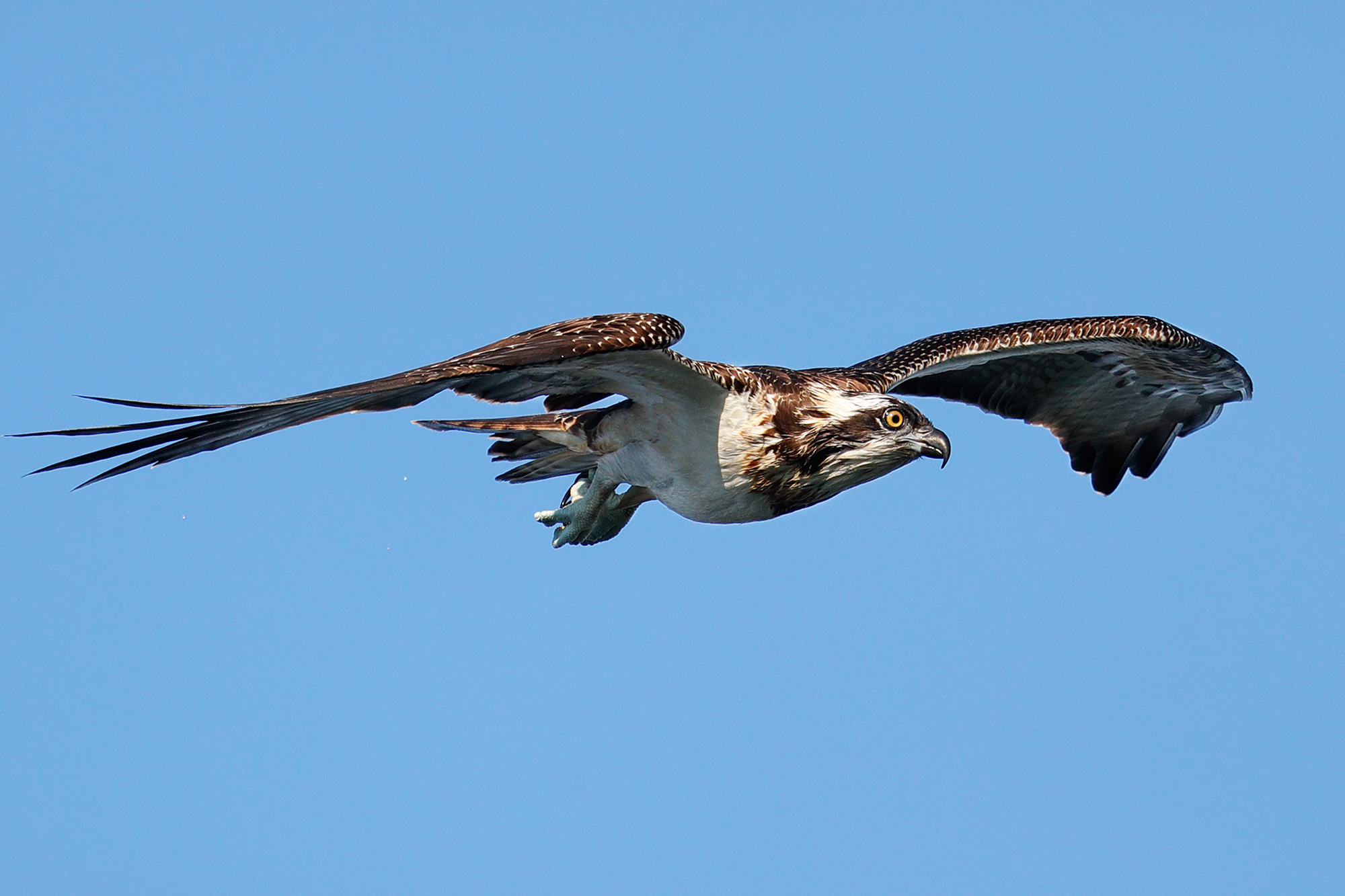 Un profilo rapace - Falco pescatore