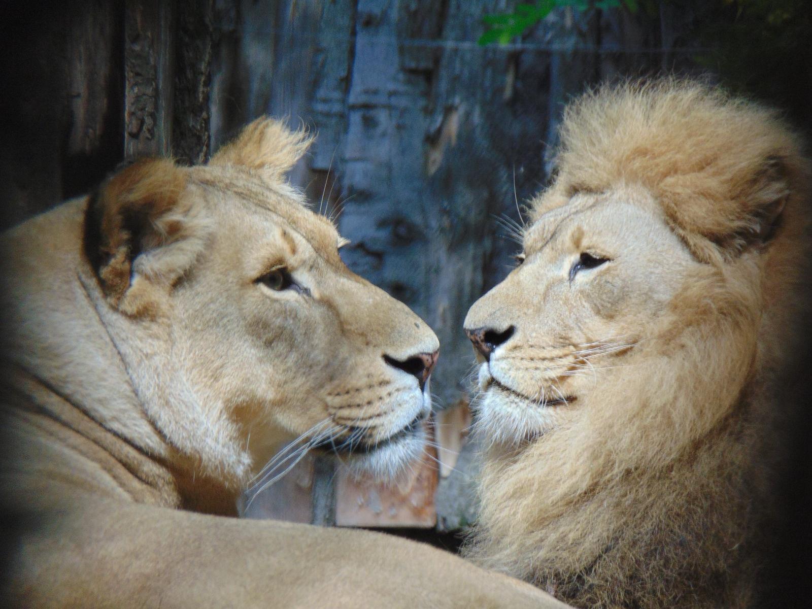 Lions, Zoo Di Pistoia