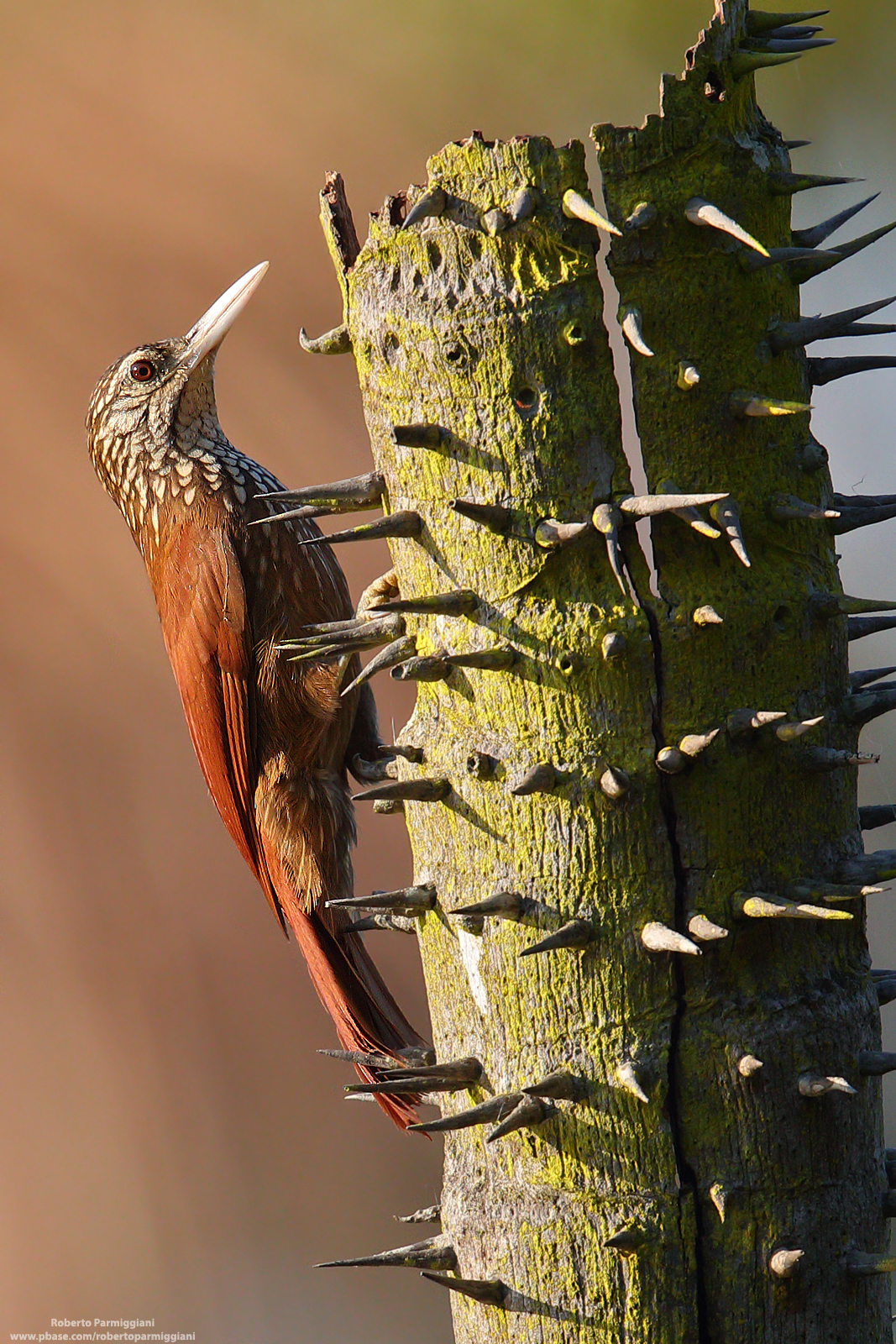 Fachiro (Big-billed Crampon)