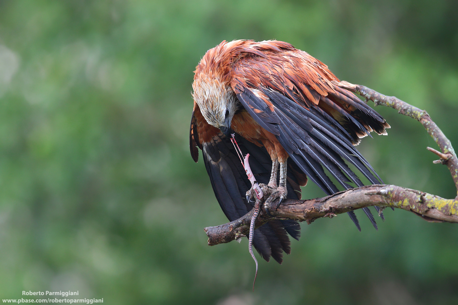 Predation after the tropical thunderstorm