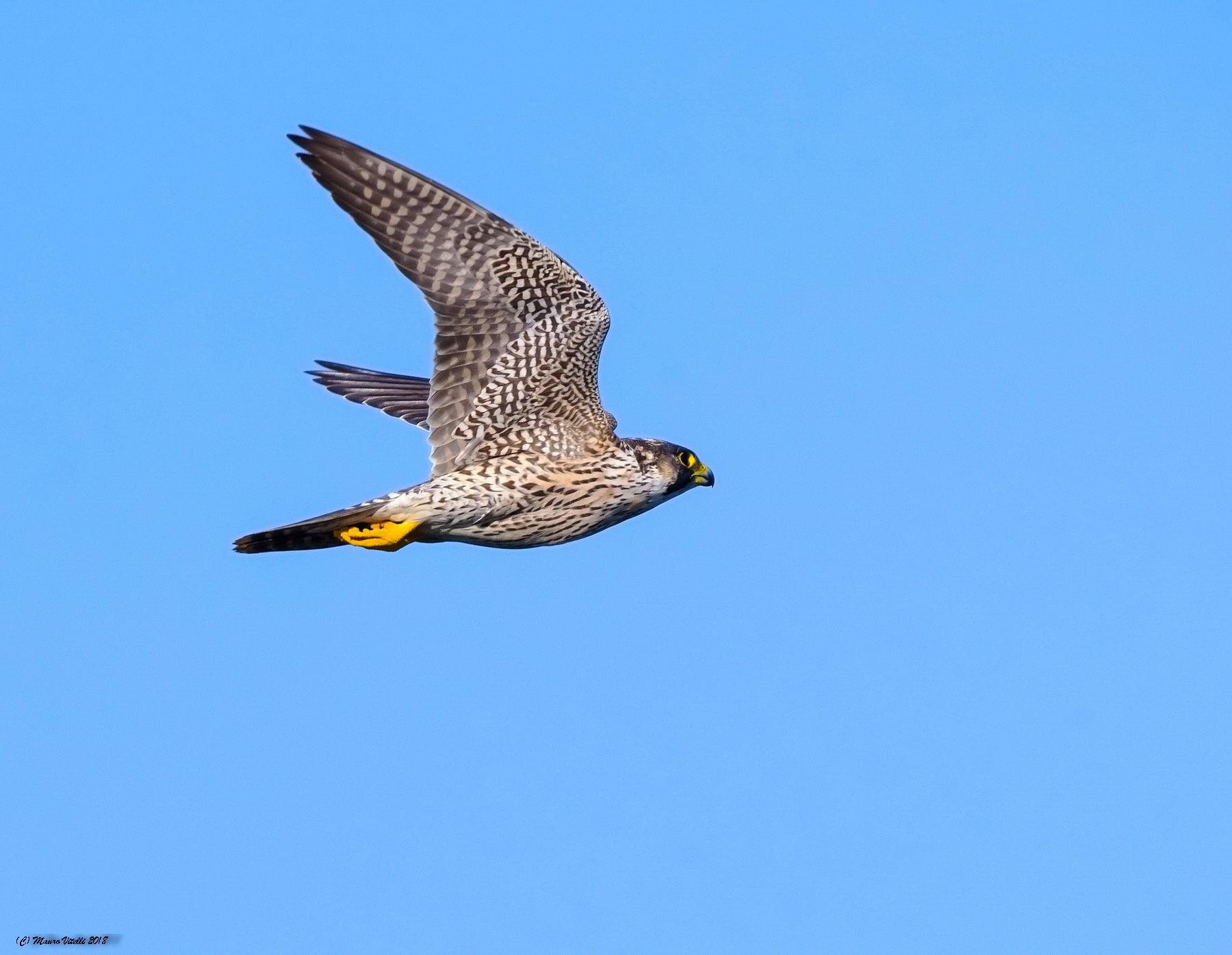 Peregrine Falcon (Falco peregrinus)
