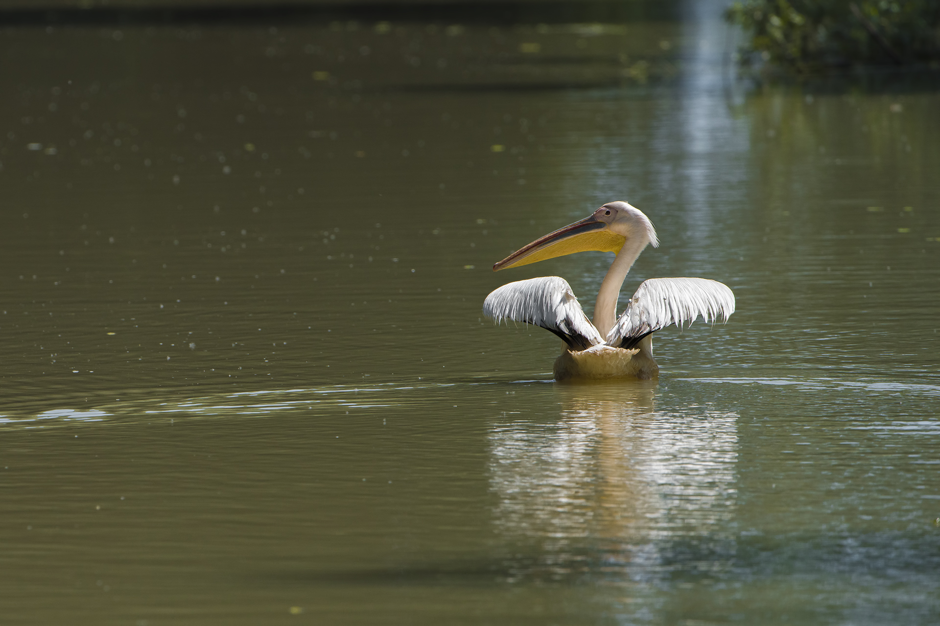 Pelecanus onocrotalus-White Pelican