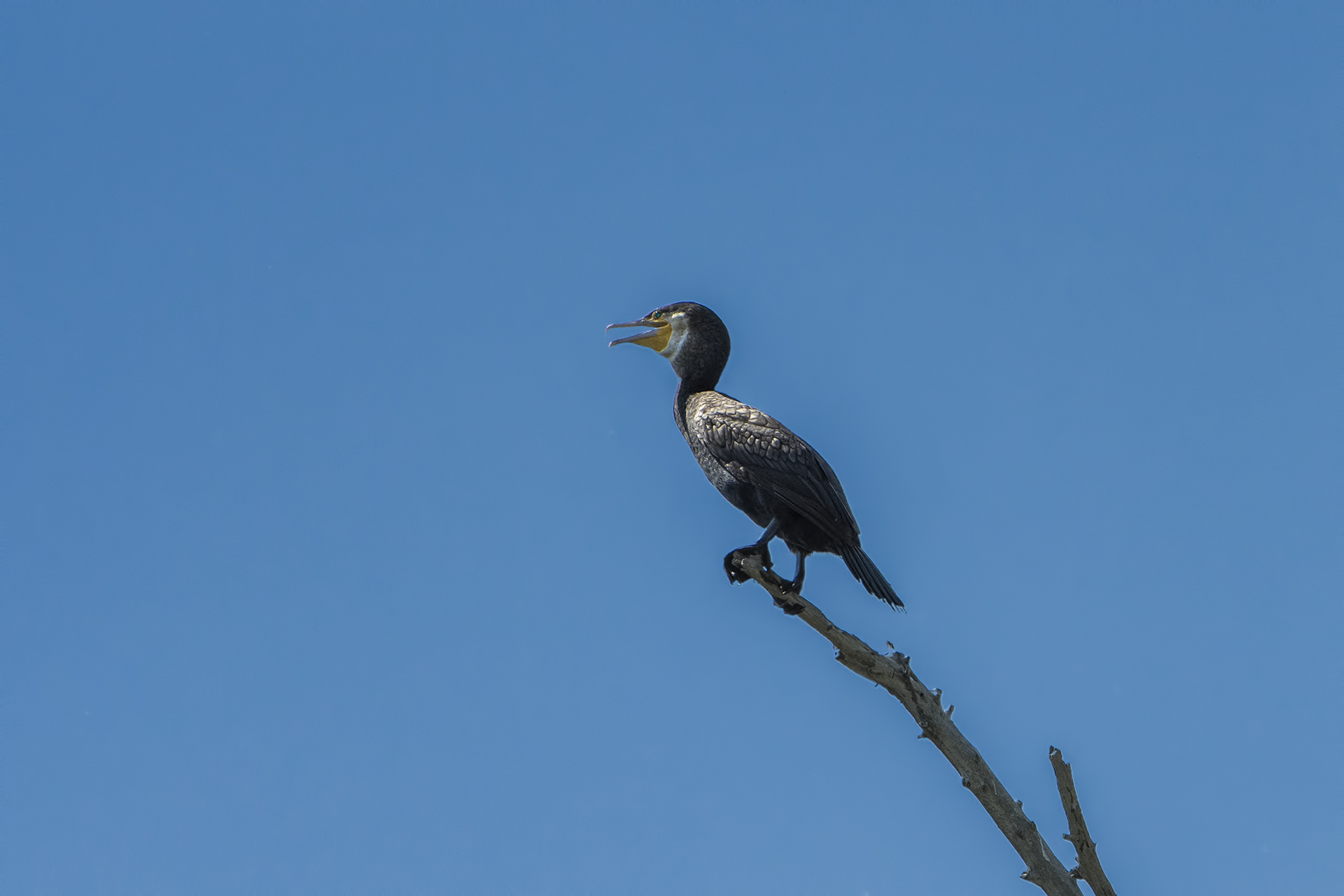 Phalacrocorax carbo