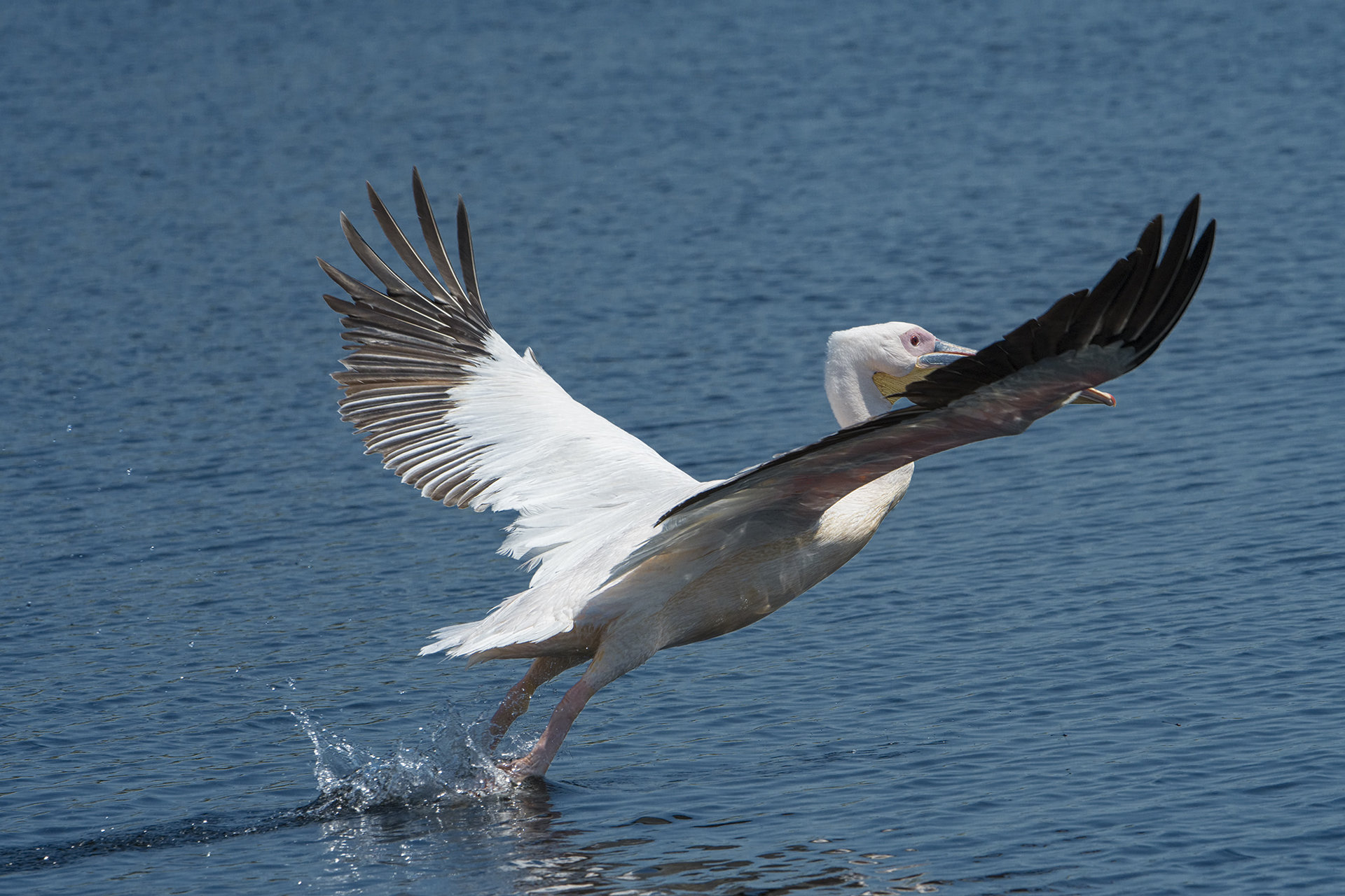 Pelecanus onocrotalus-White Pelican