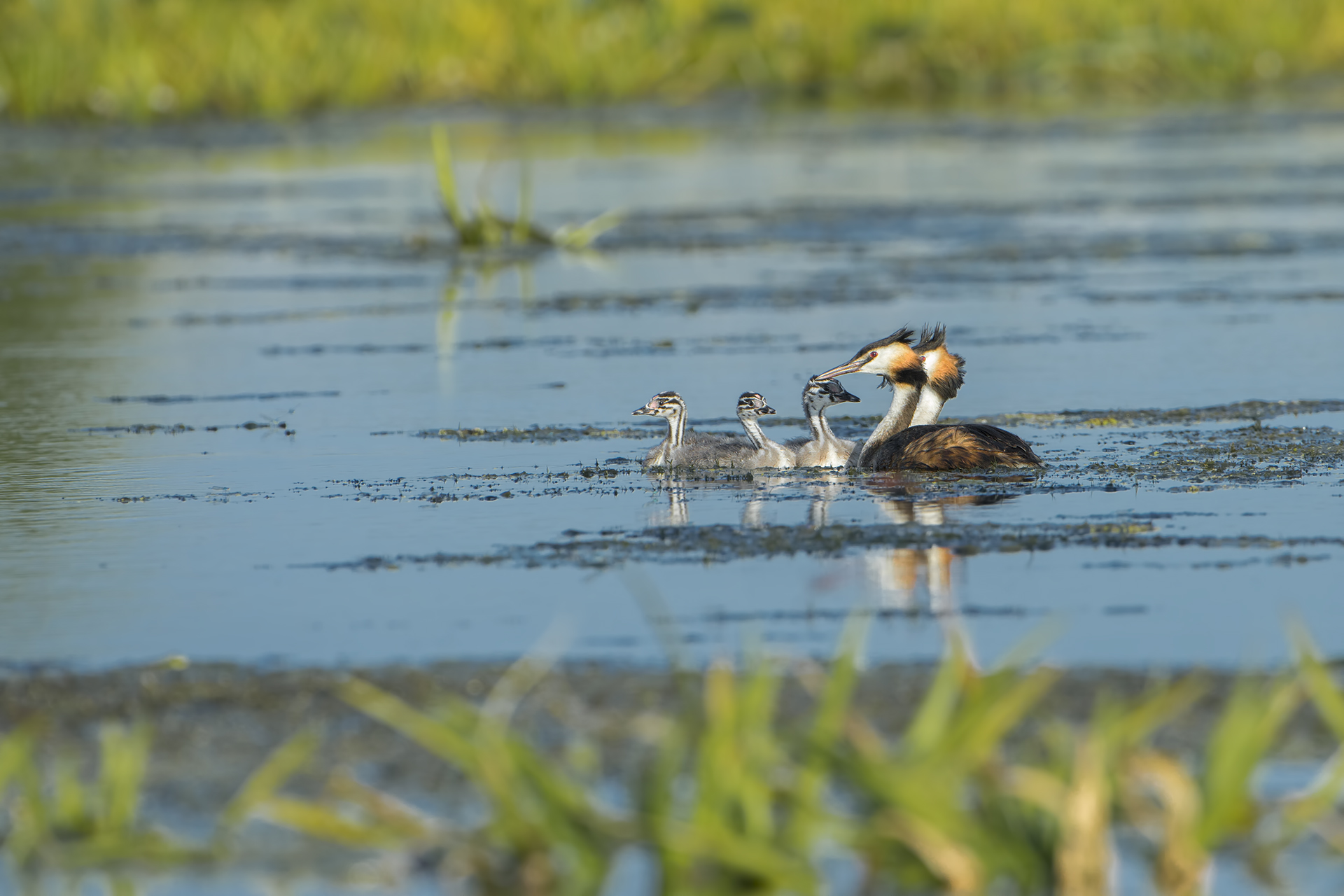 Podiceps cristatus-Big Grebe