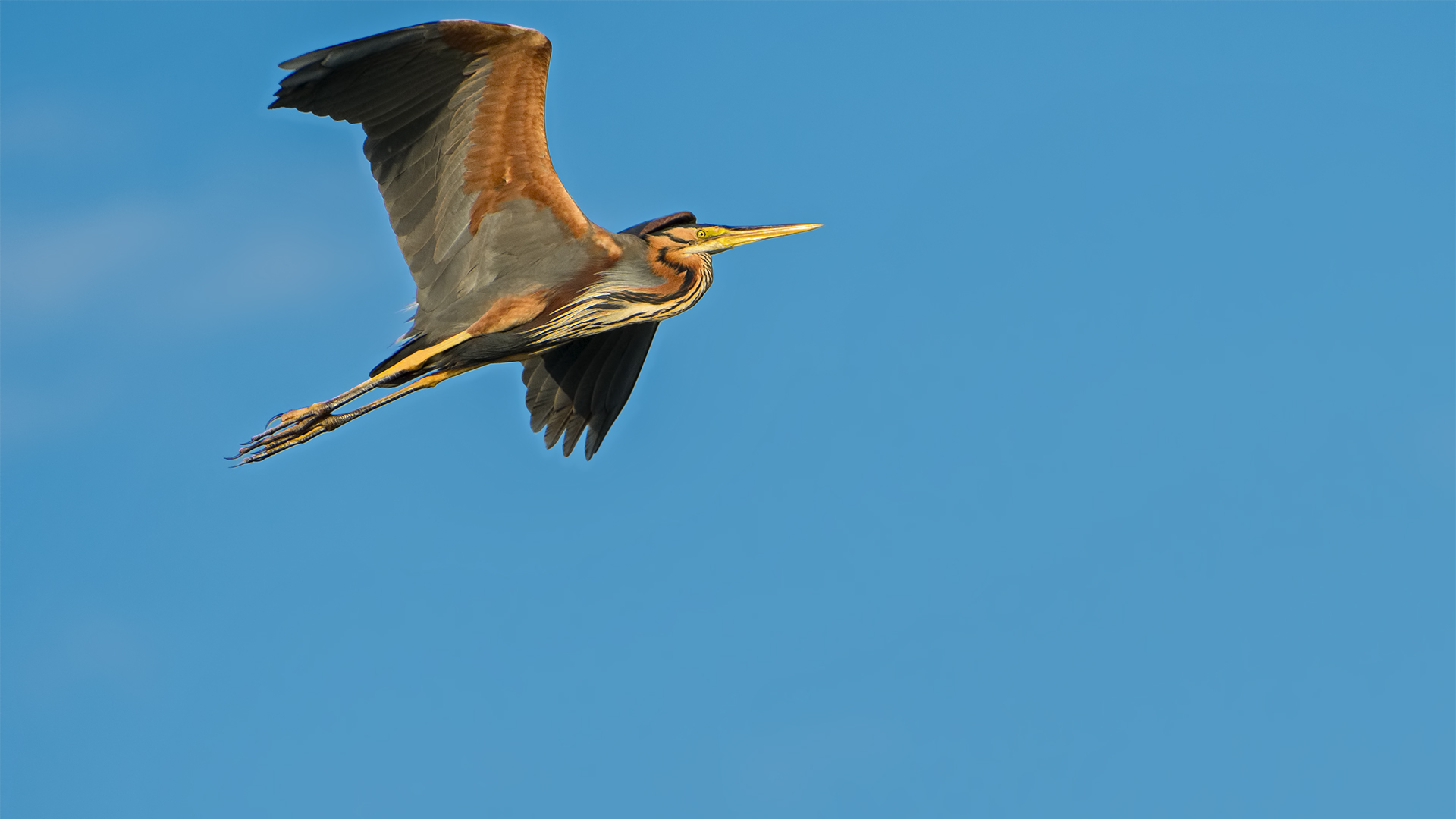 Ardea purpurea-Red Heron
