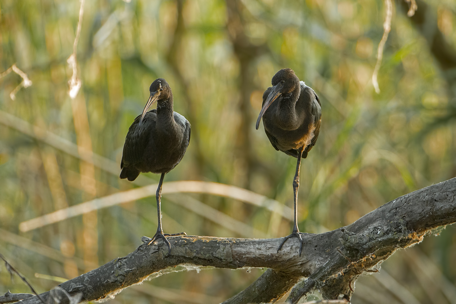 Plegadis Falcinellus-Mignattaio