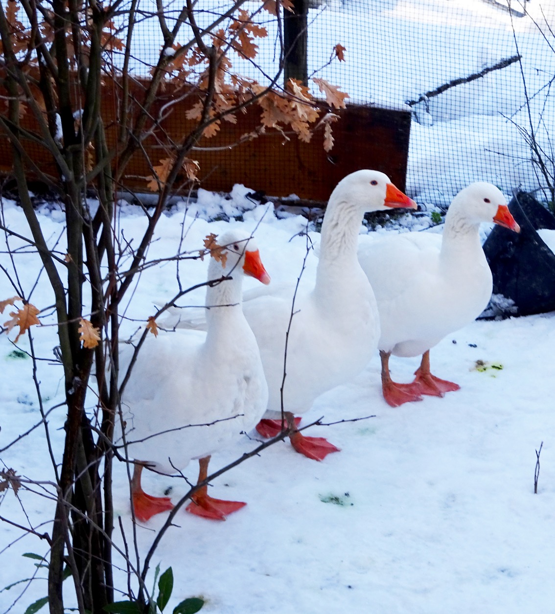 Geese in the snow