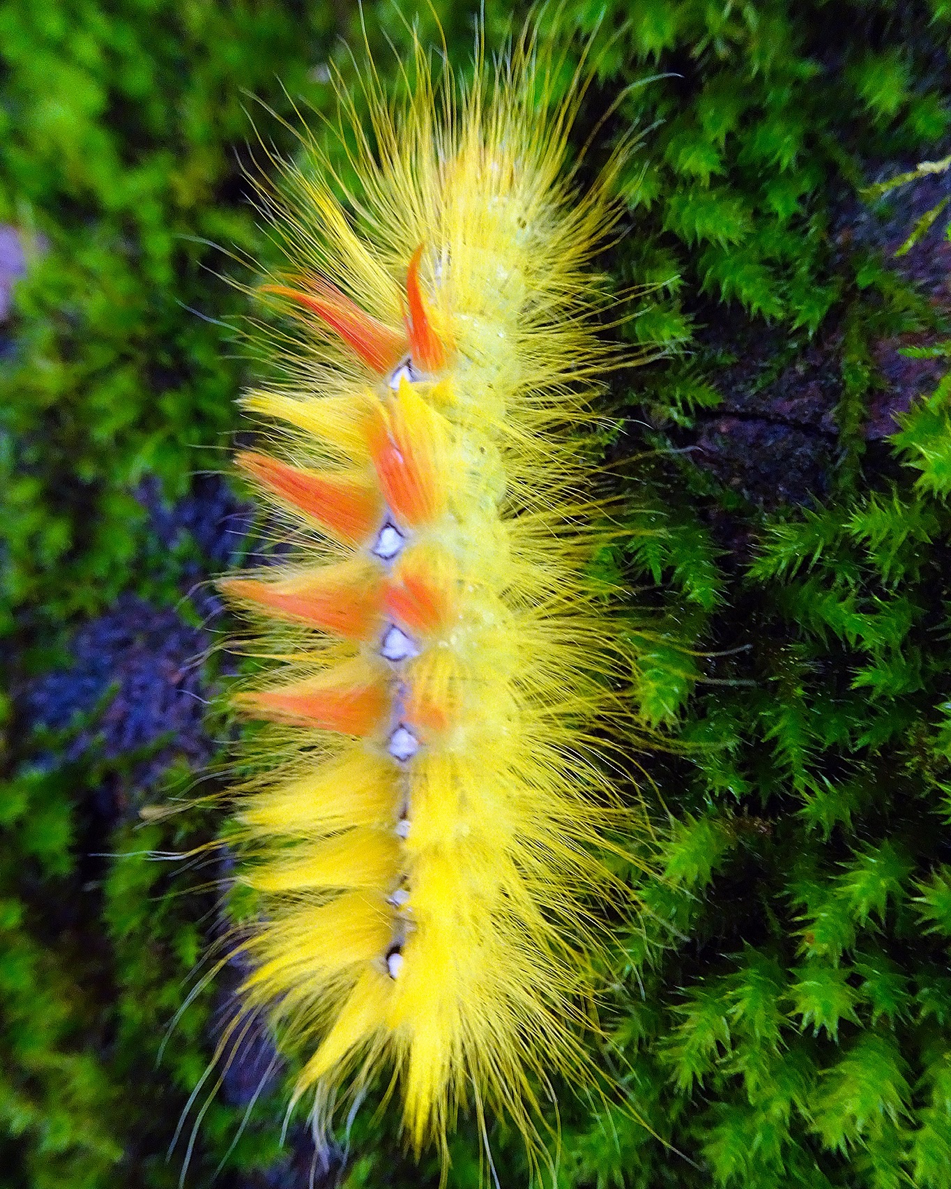 Caterpillar