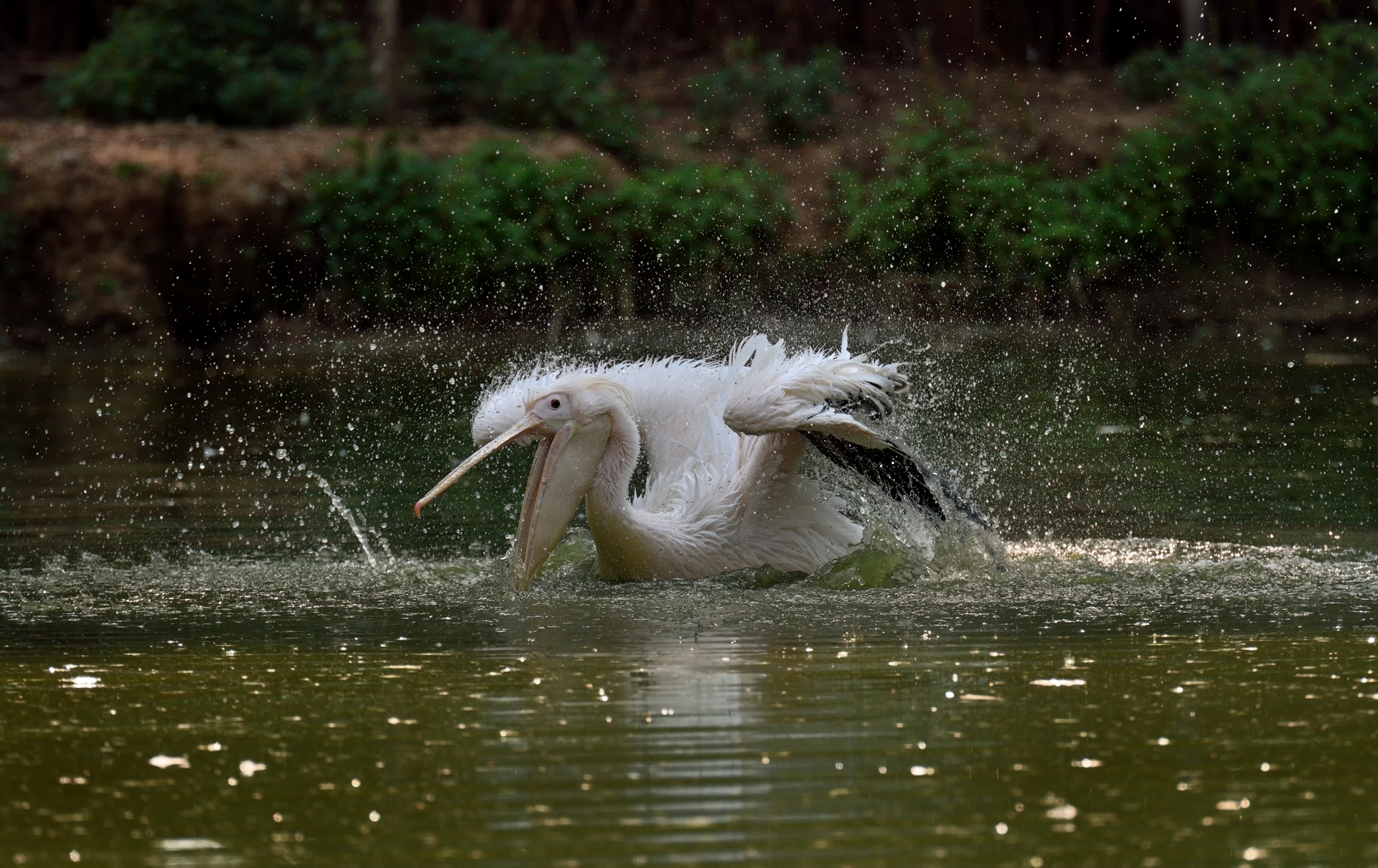 Il solito esibizionista 2