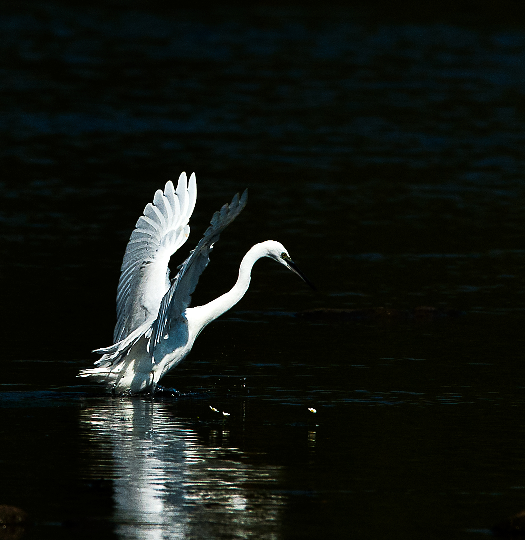 Egret