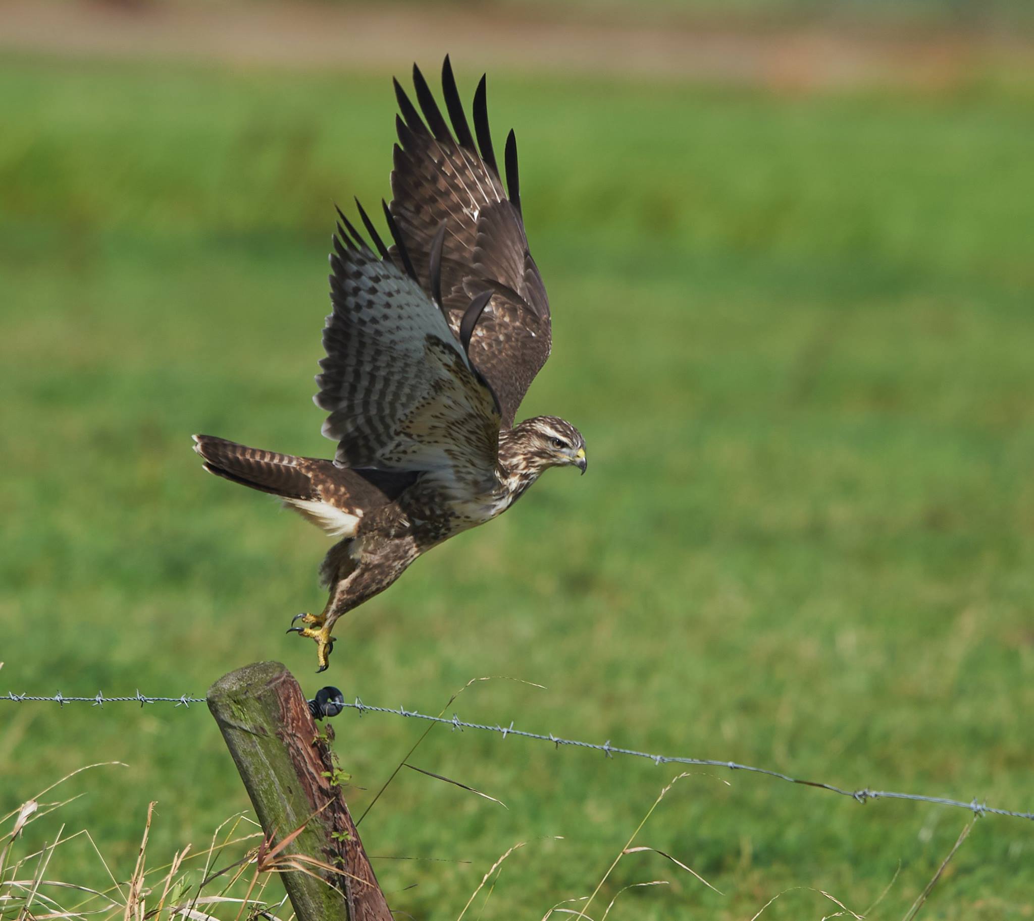 La Poiana rileva la preda 3