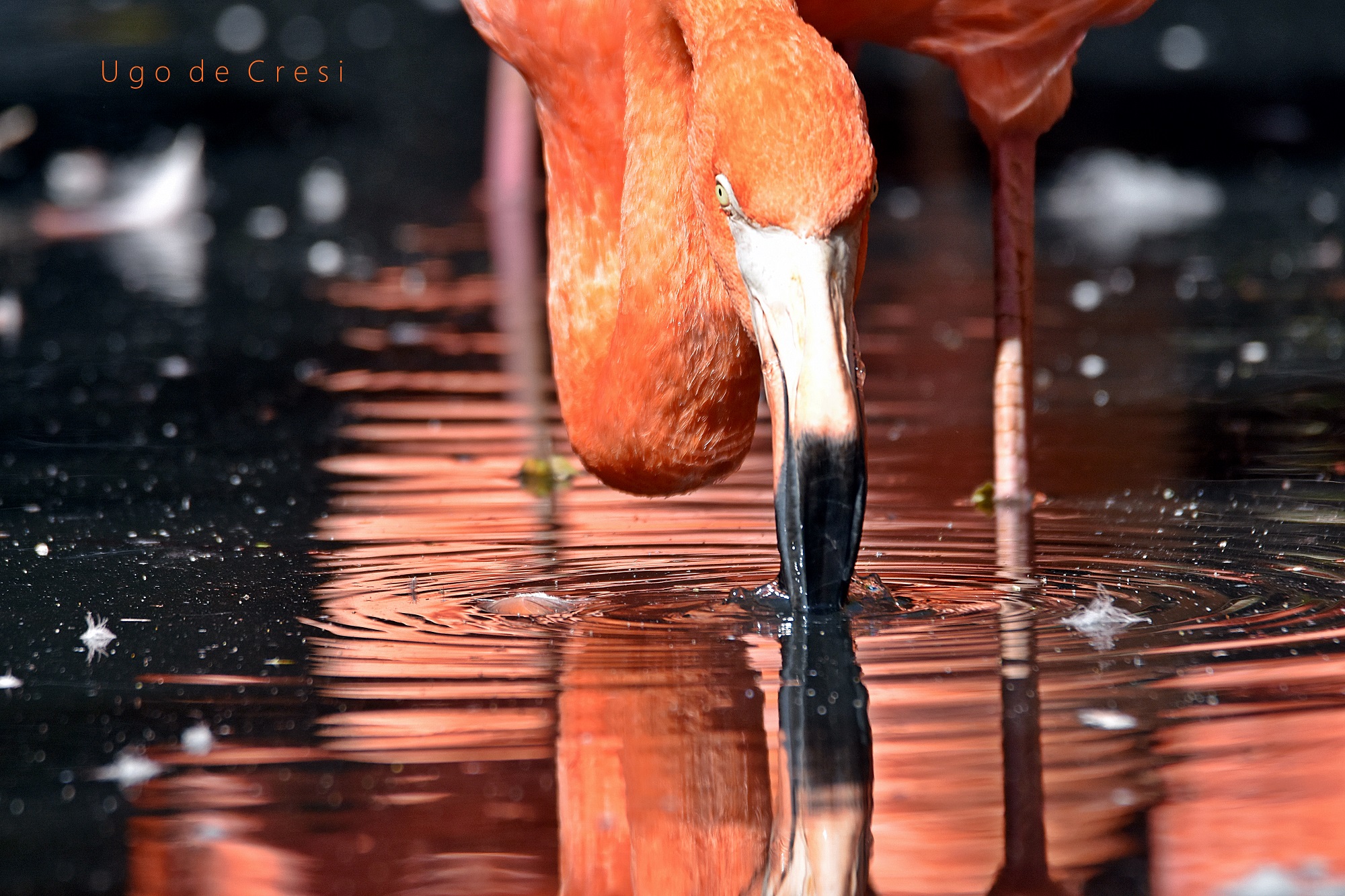 Flamingo (I love You)