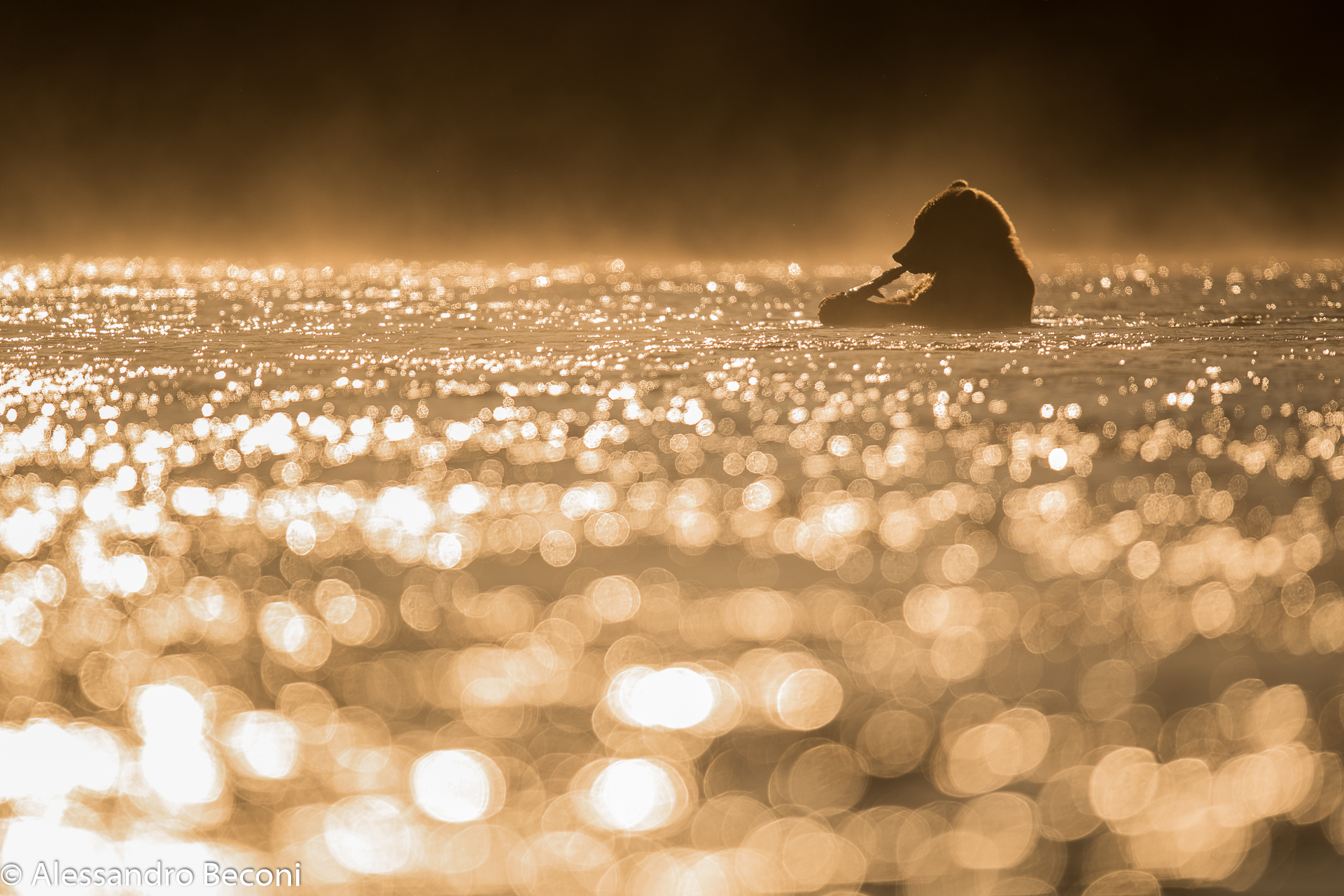 Golden Dawn with Grizzly